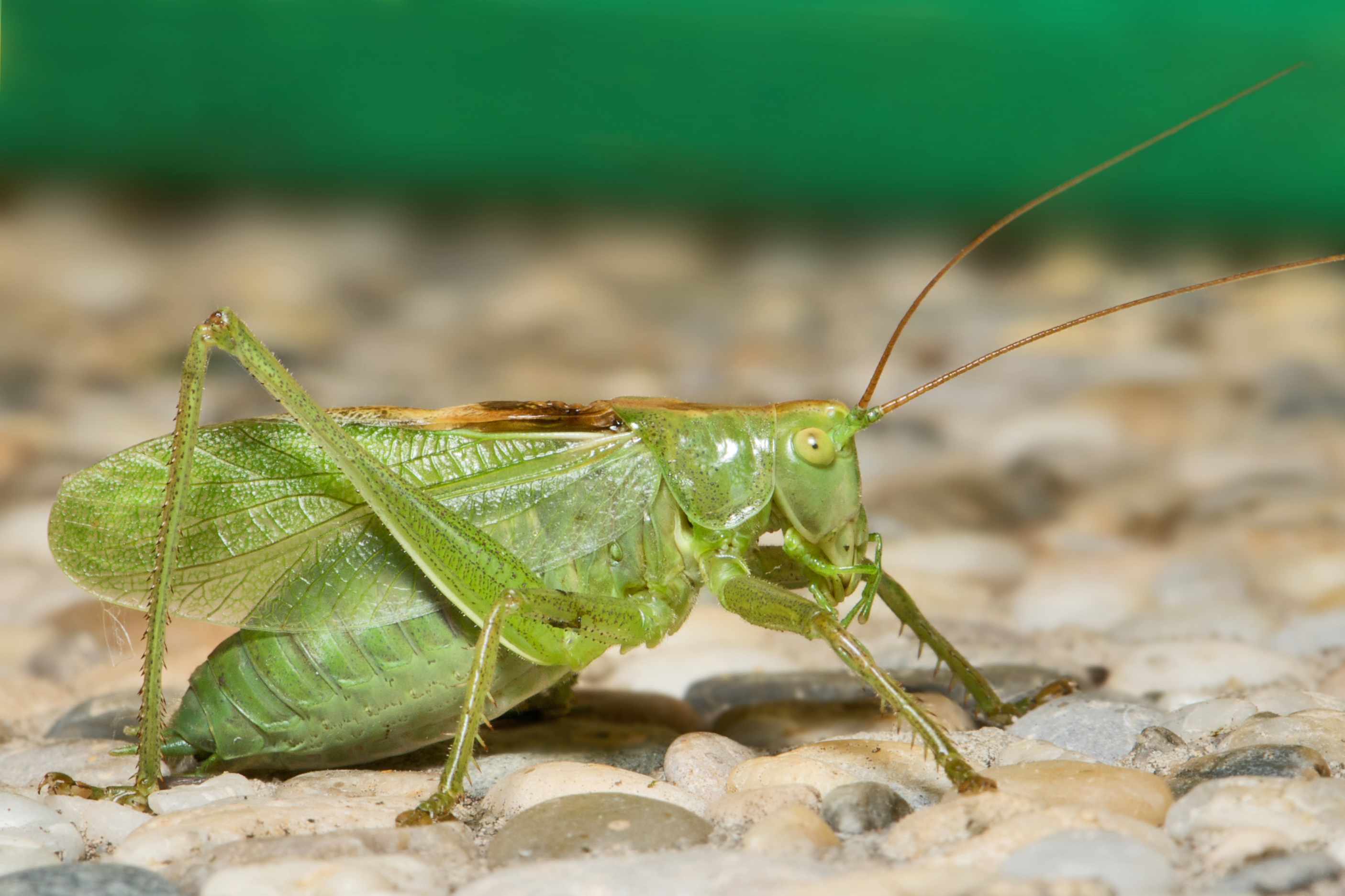 AD2009Aug07 Tettigonia cantans