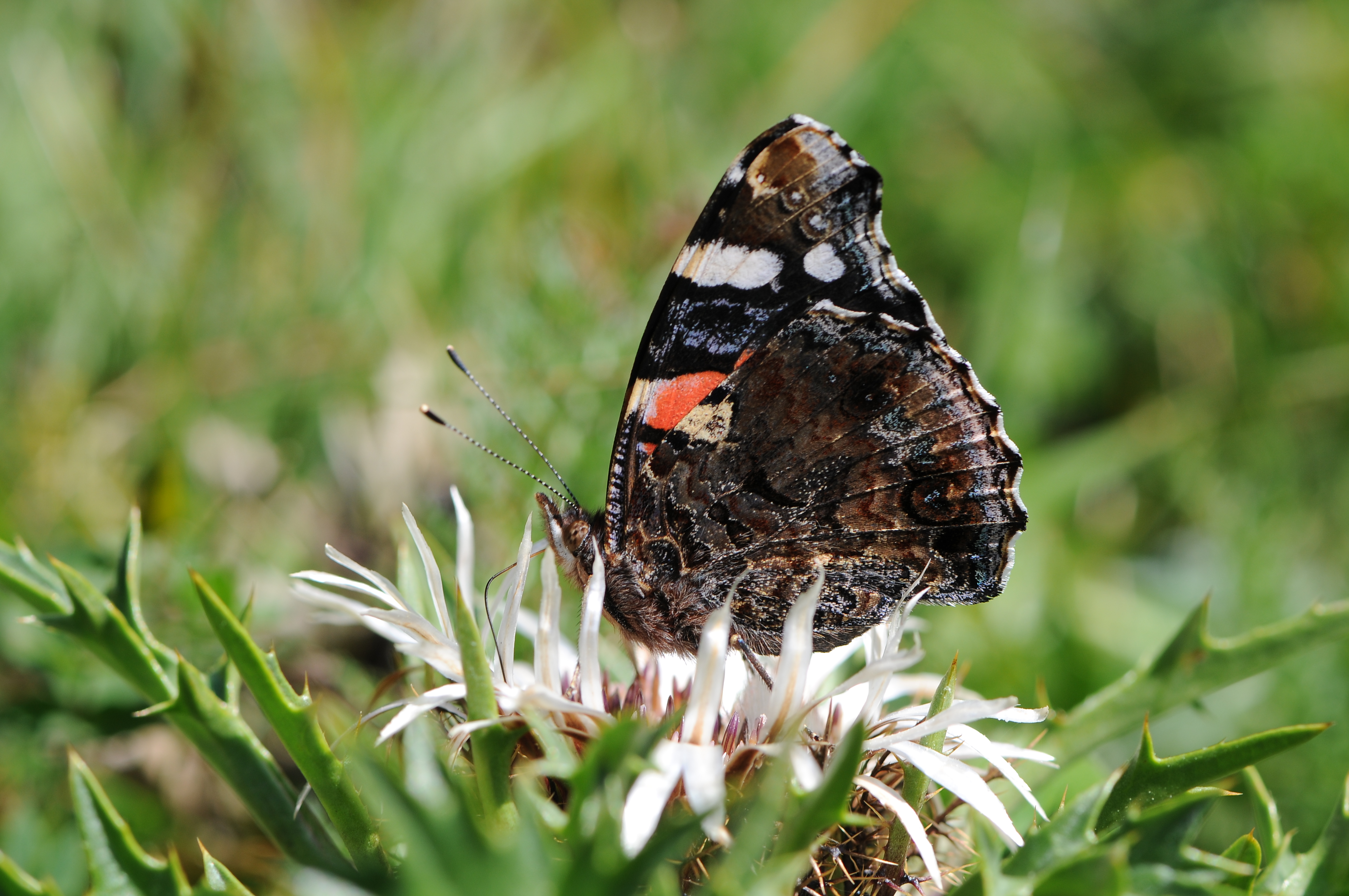 Admiral auf einer Silberdistel 2