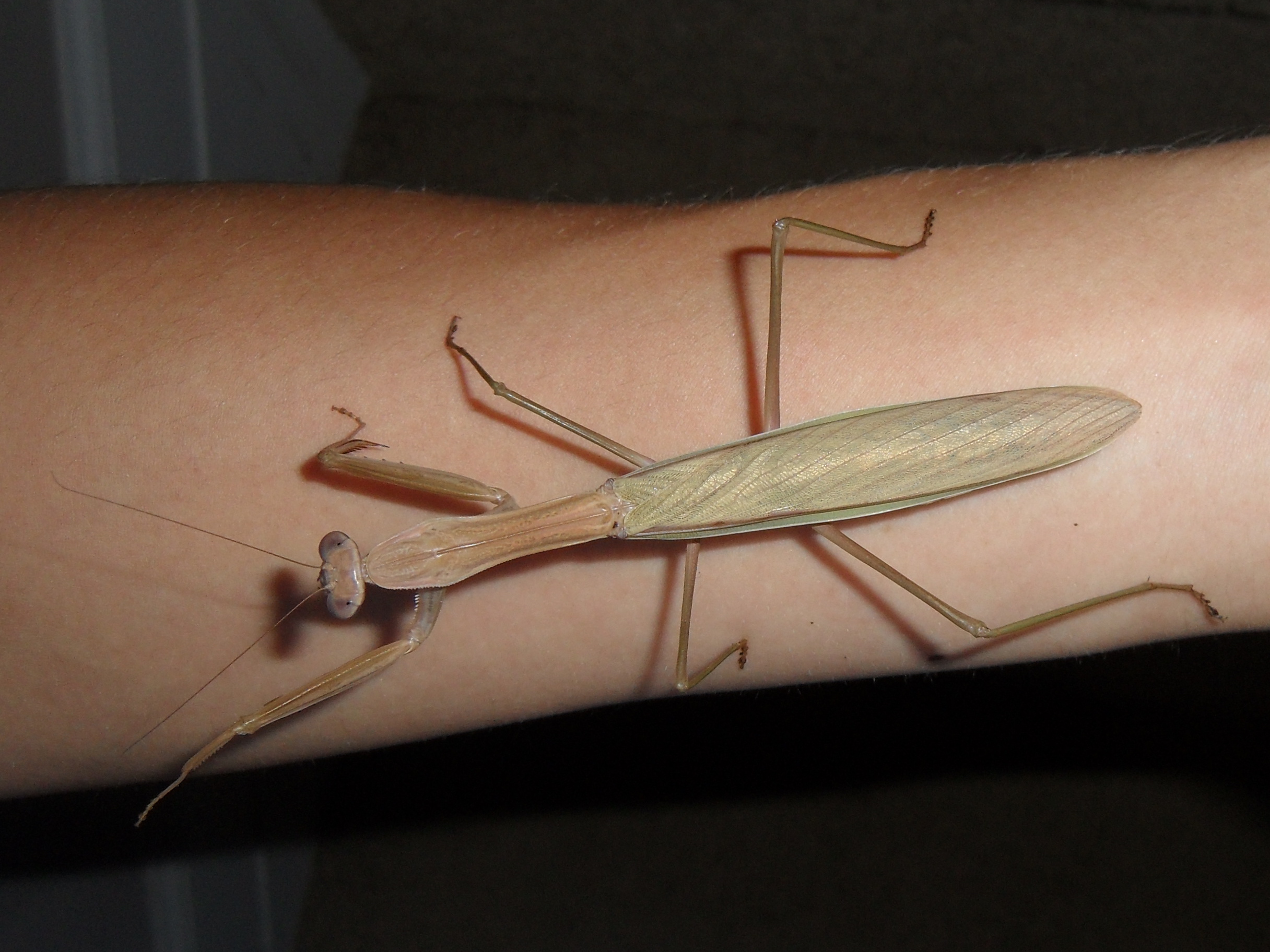 Adult female Tenodera sinensis on arm