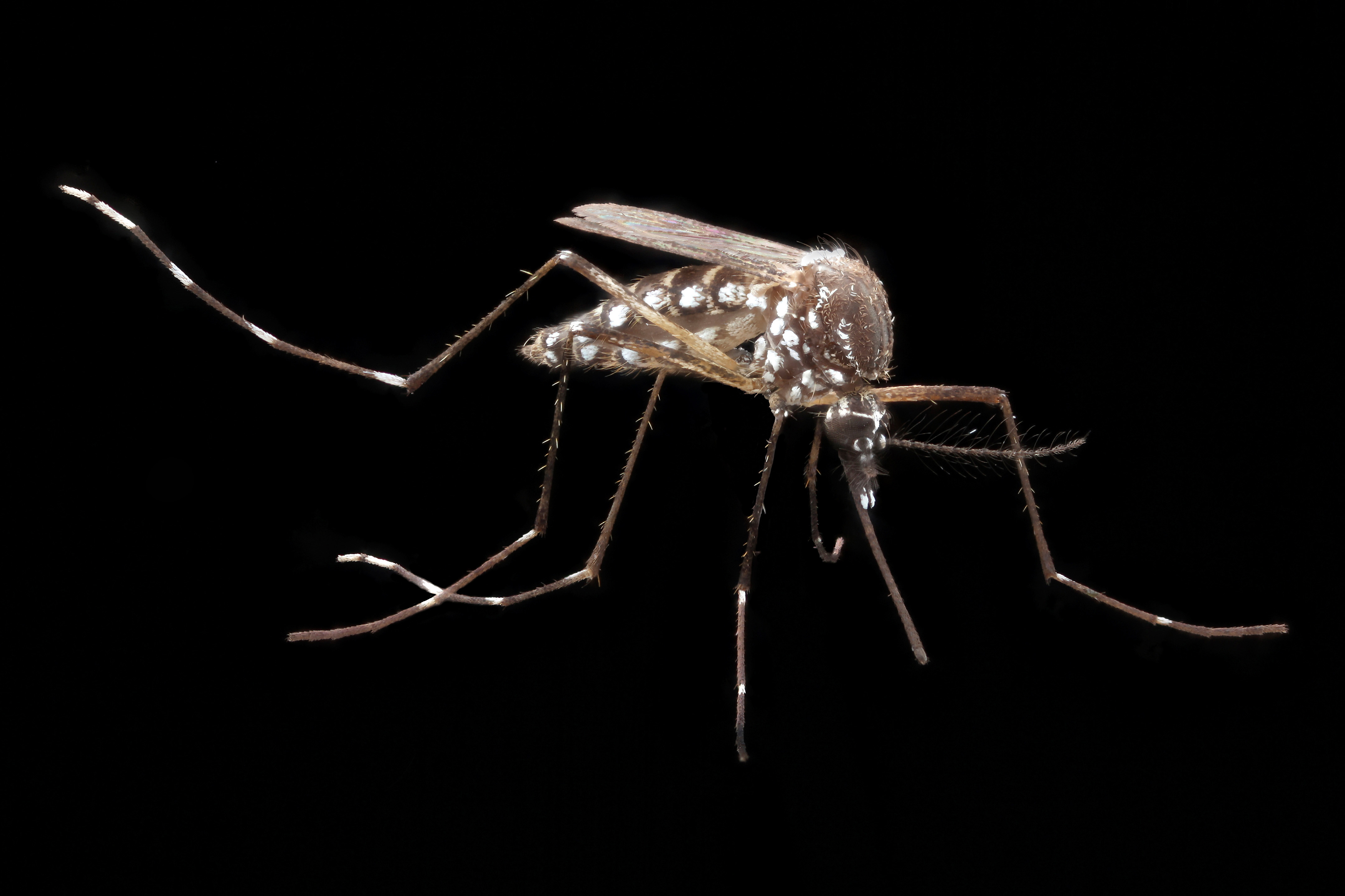 Aedes aegypti (14717750942)