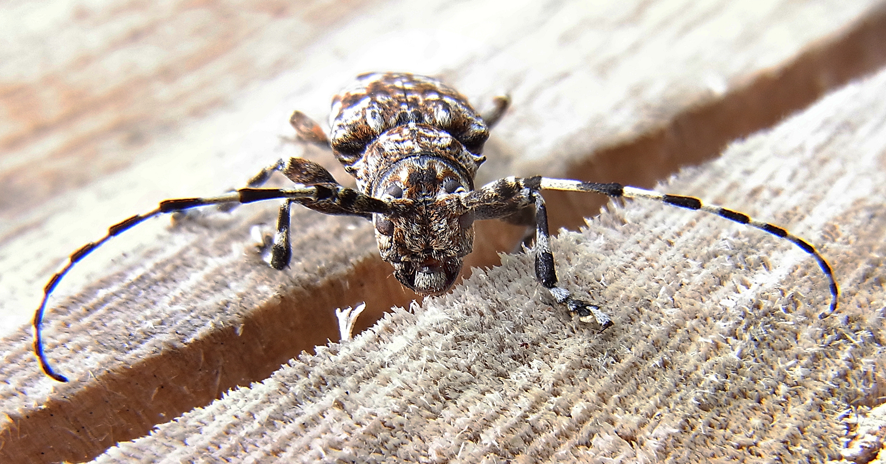 Aegomorphus clavipes front