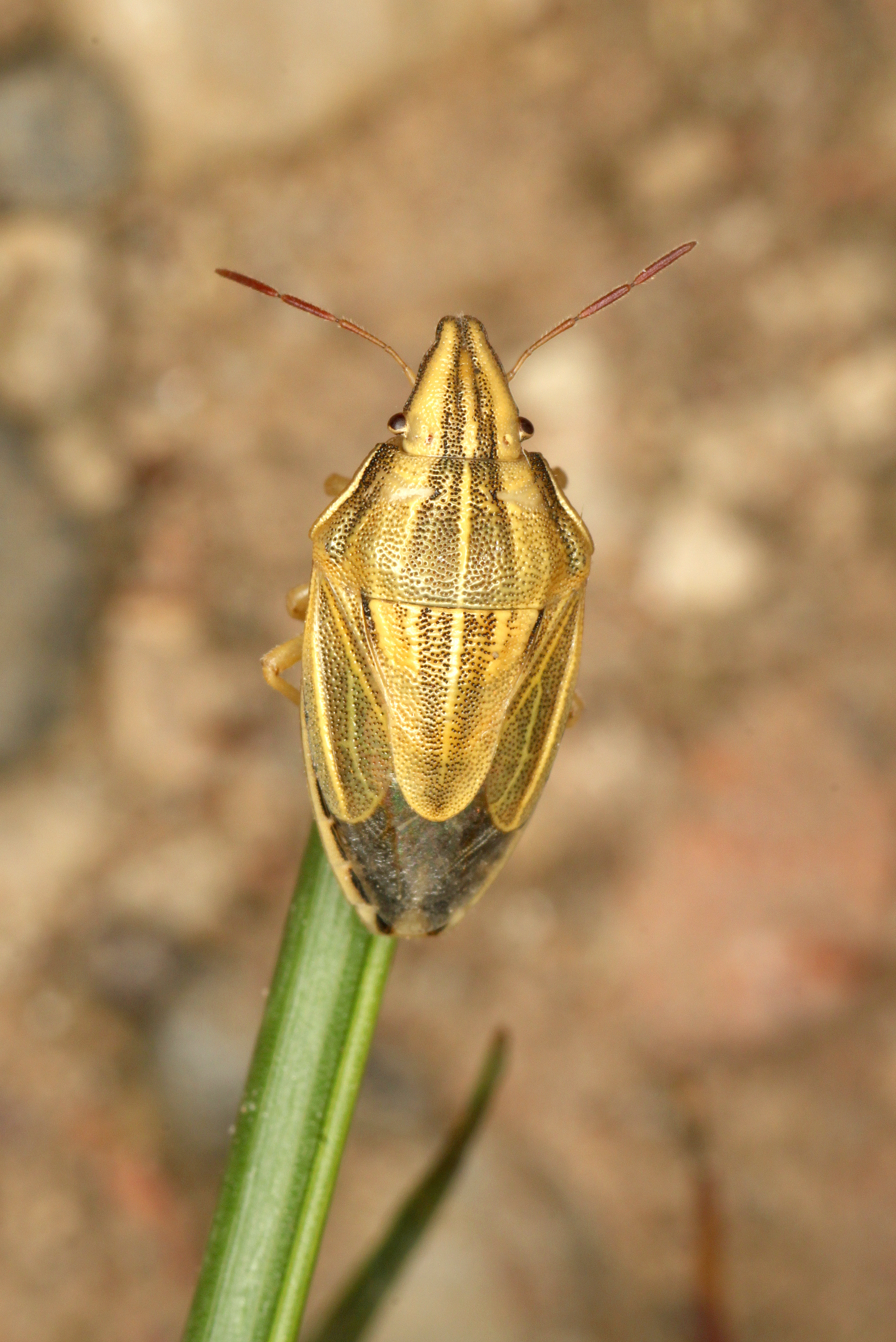 Aelia-acuminata-spitzling