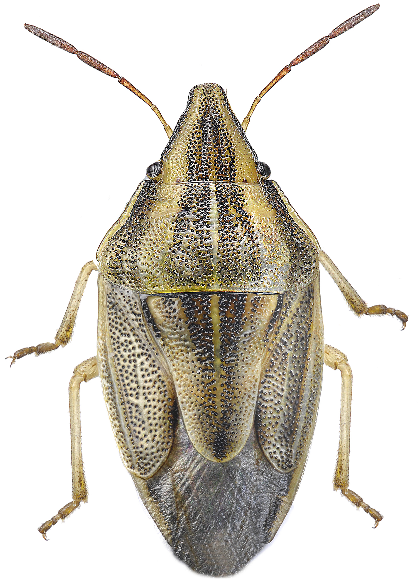 Aelia acuminata1