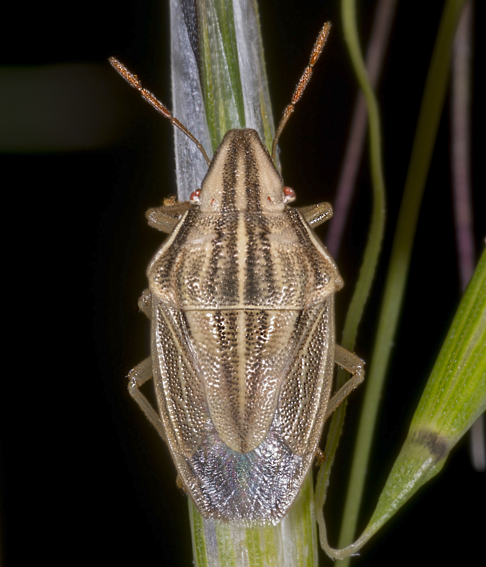Aelia acuminata MHNT Fronton