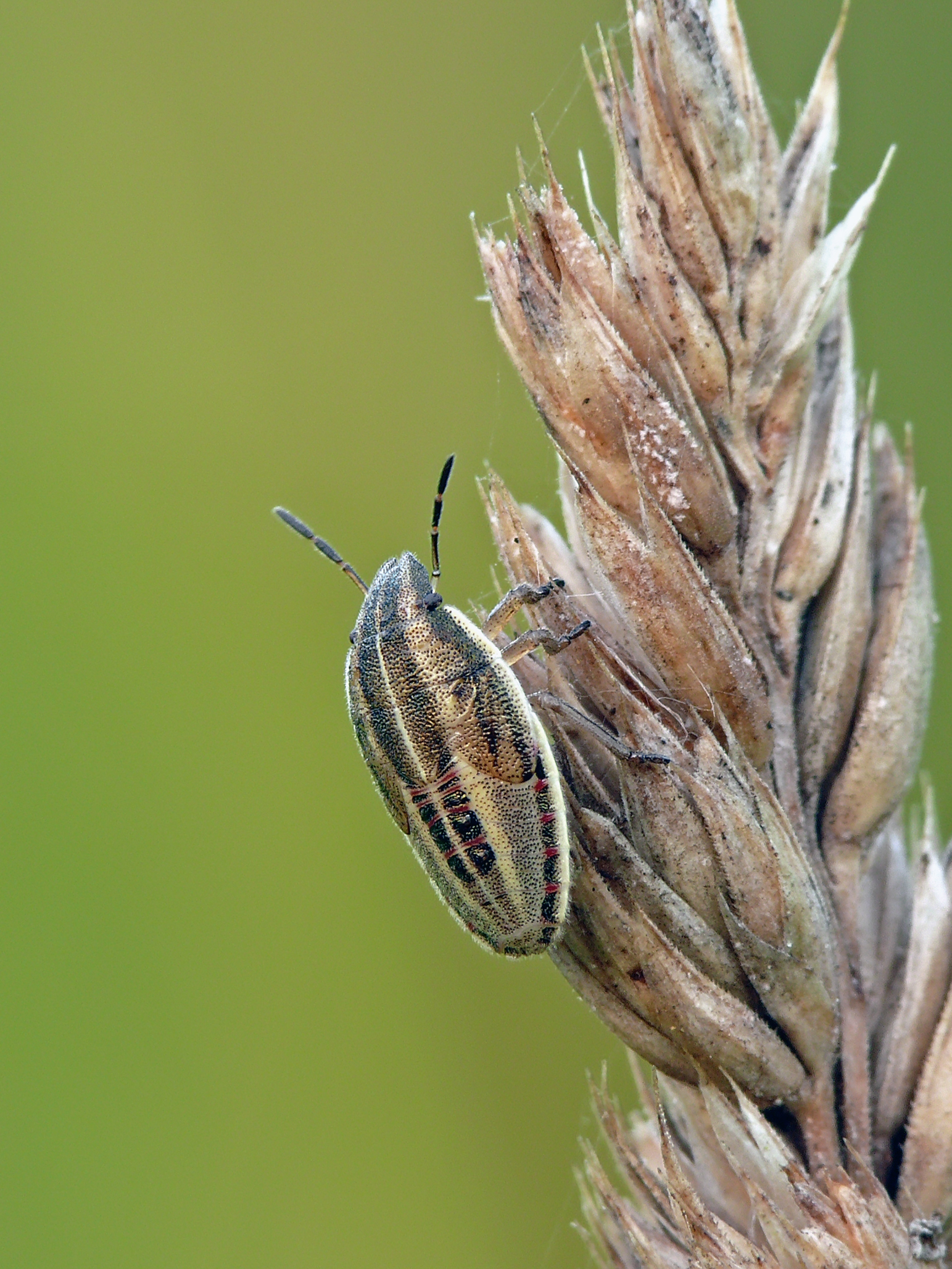 Aelia acuminata nymph