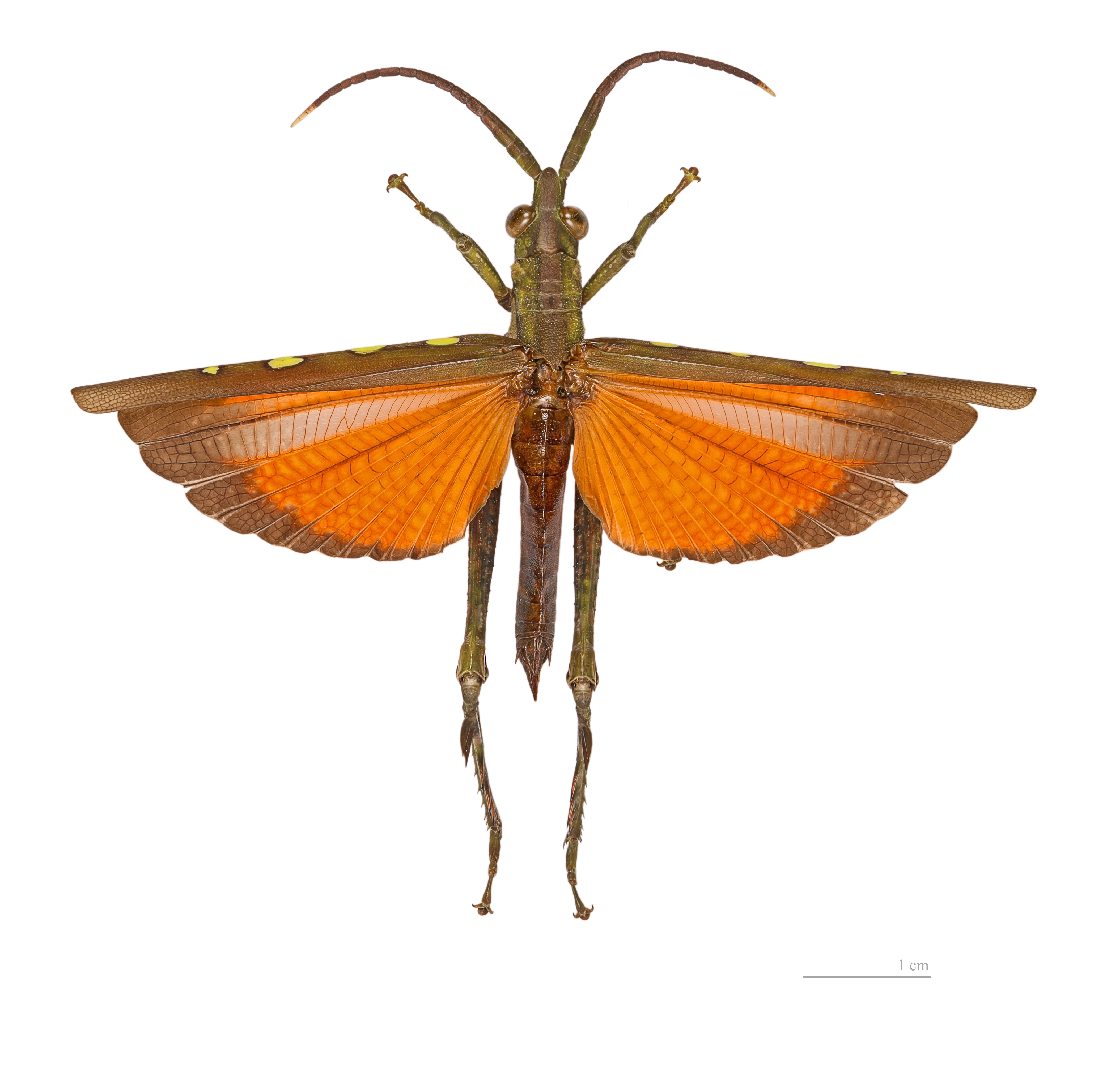 Aeolacris caternaulti MHNT dos