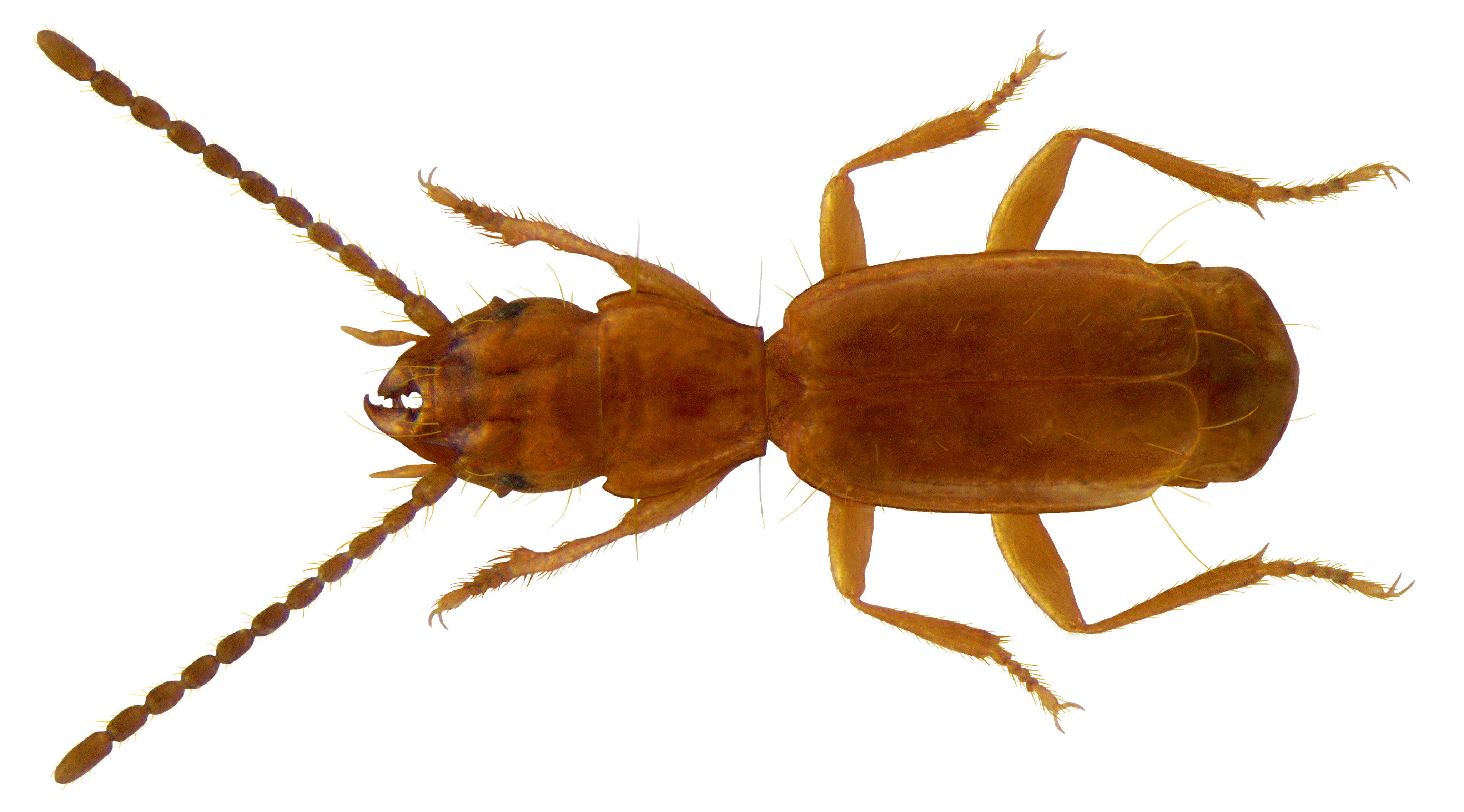 Aepus marinus (Stroem, 1788) (3563558048)