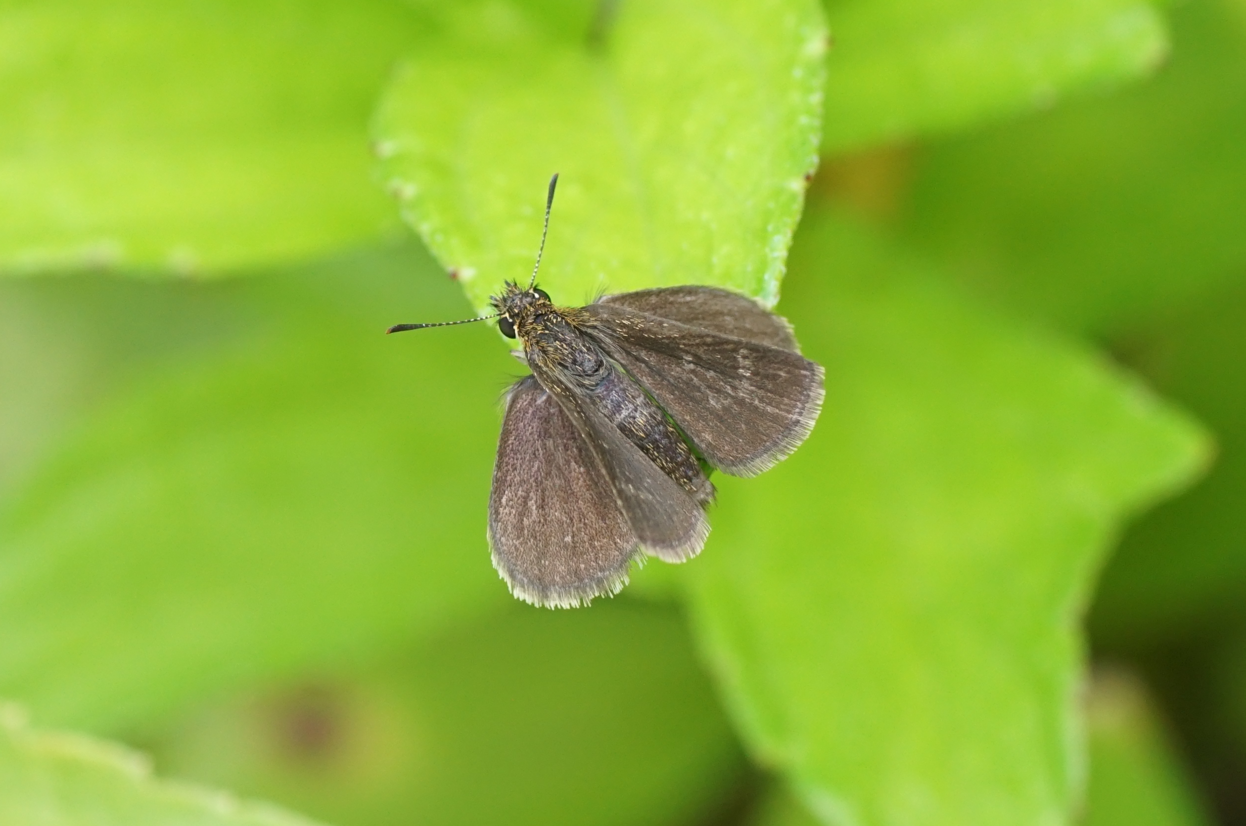 Aeromachus pygmaeus 01878