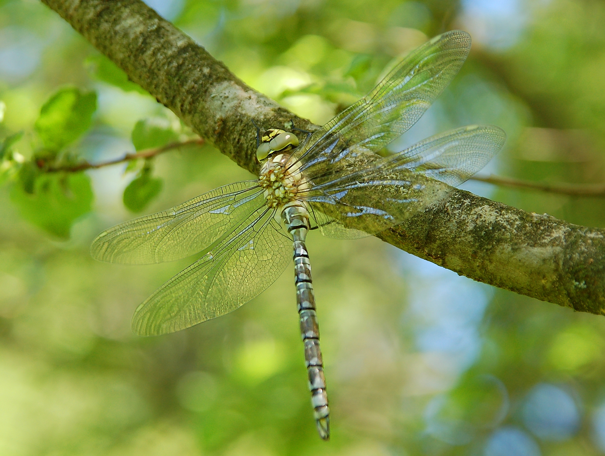 Aeshna cyanea by Luc Viatour