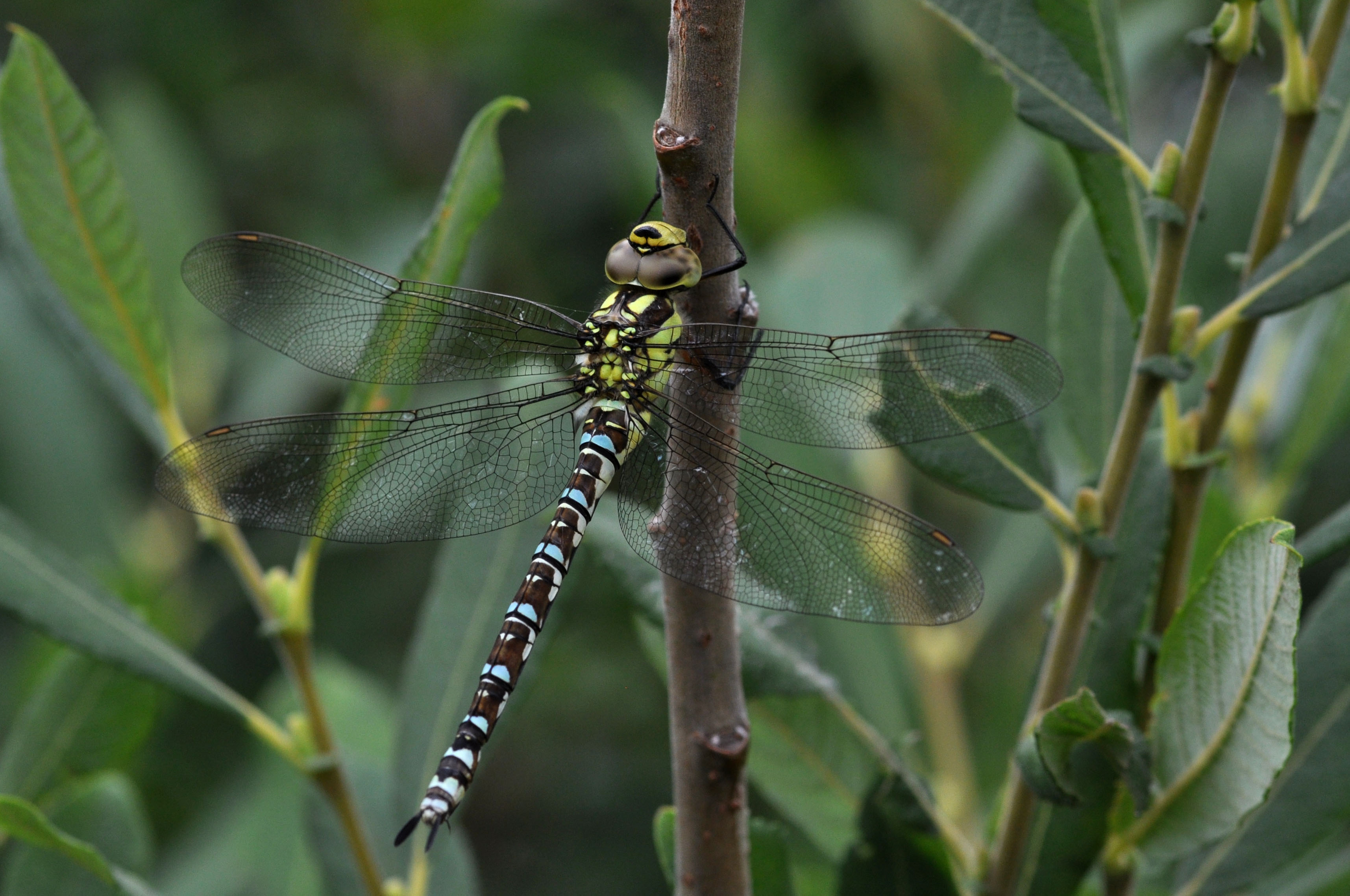 Aeshna cyanea f2
