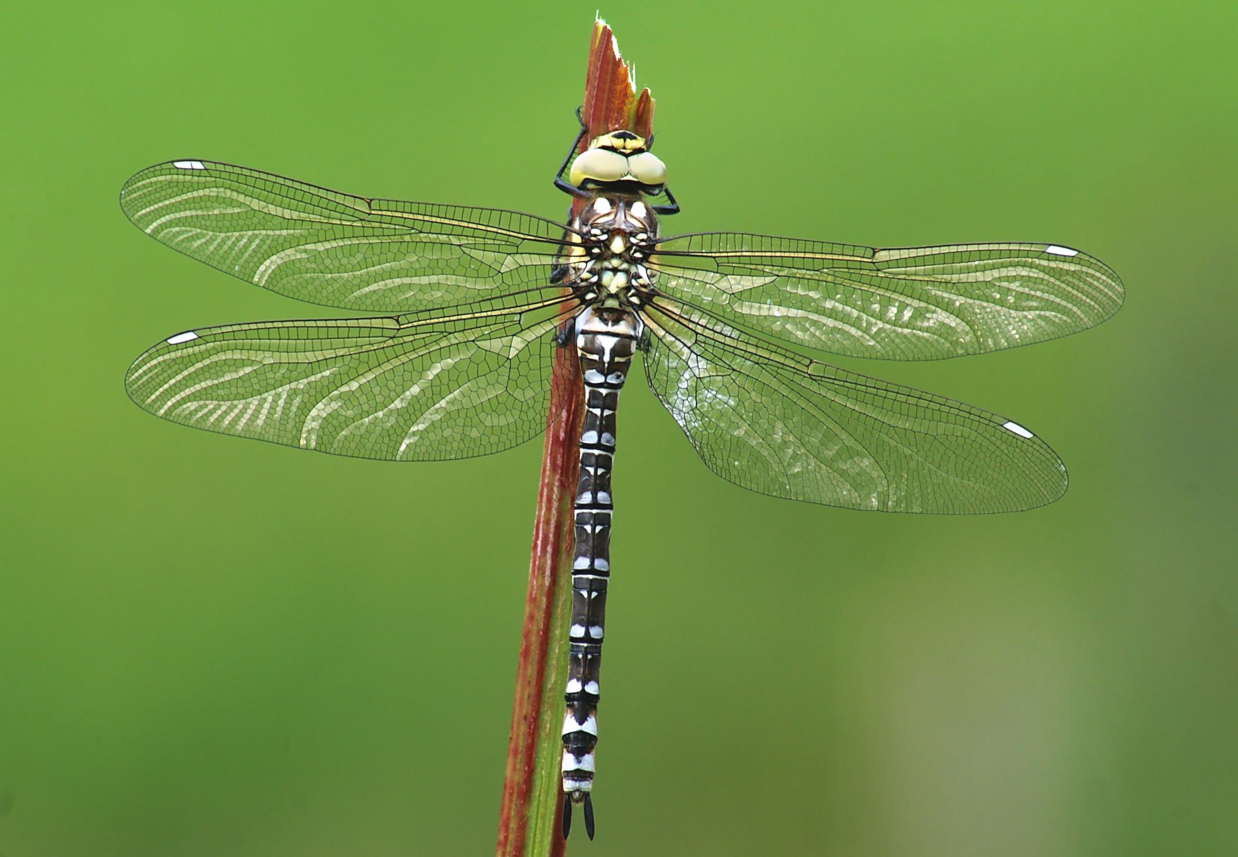 Aeshna cyanea female 3