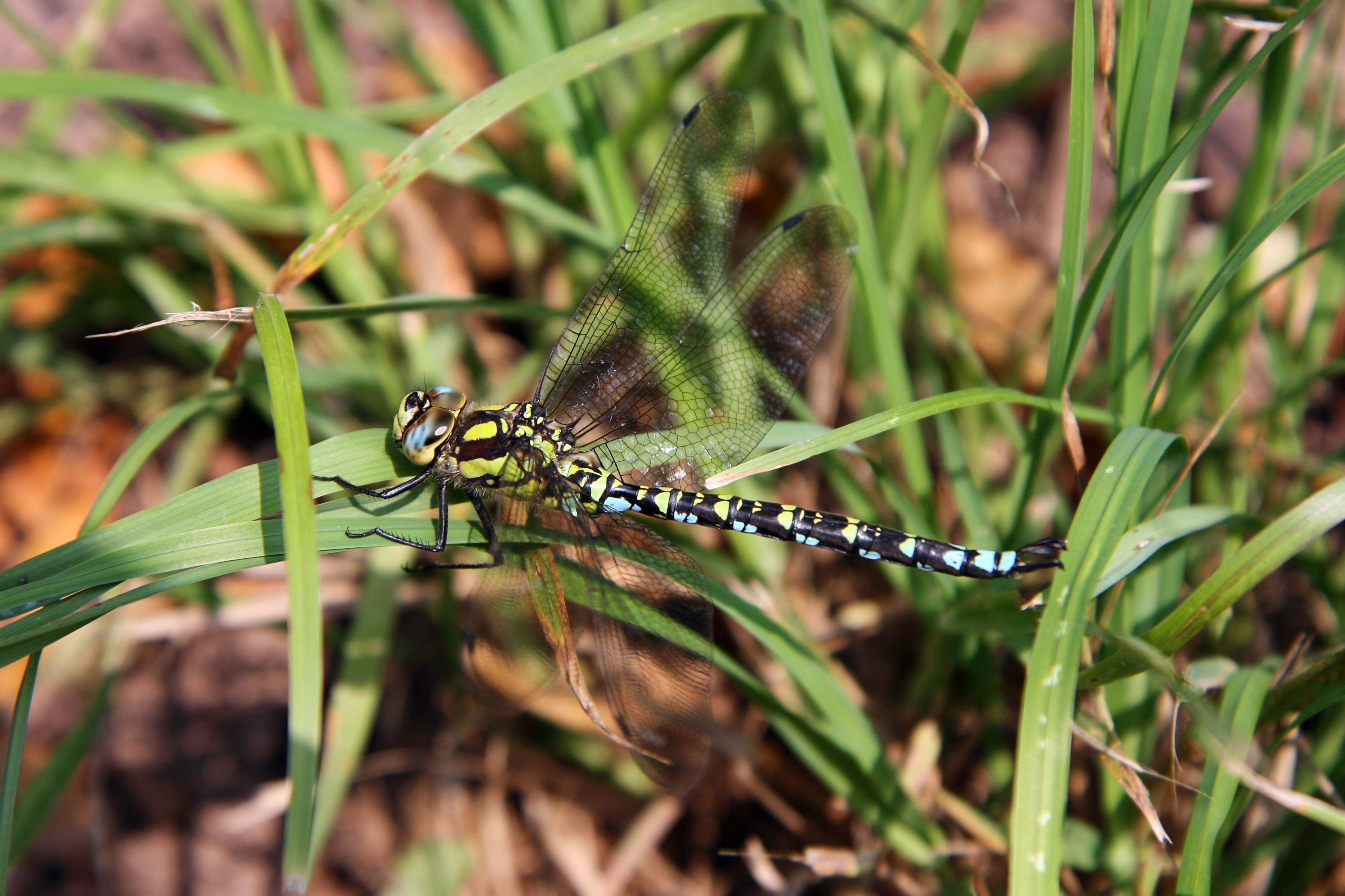 Aeshna cyanea male imago matl00316cThGj