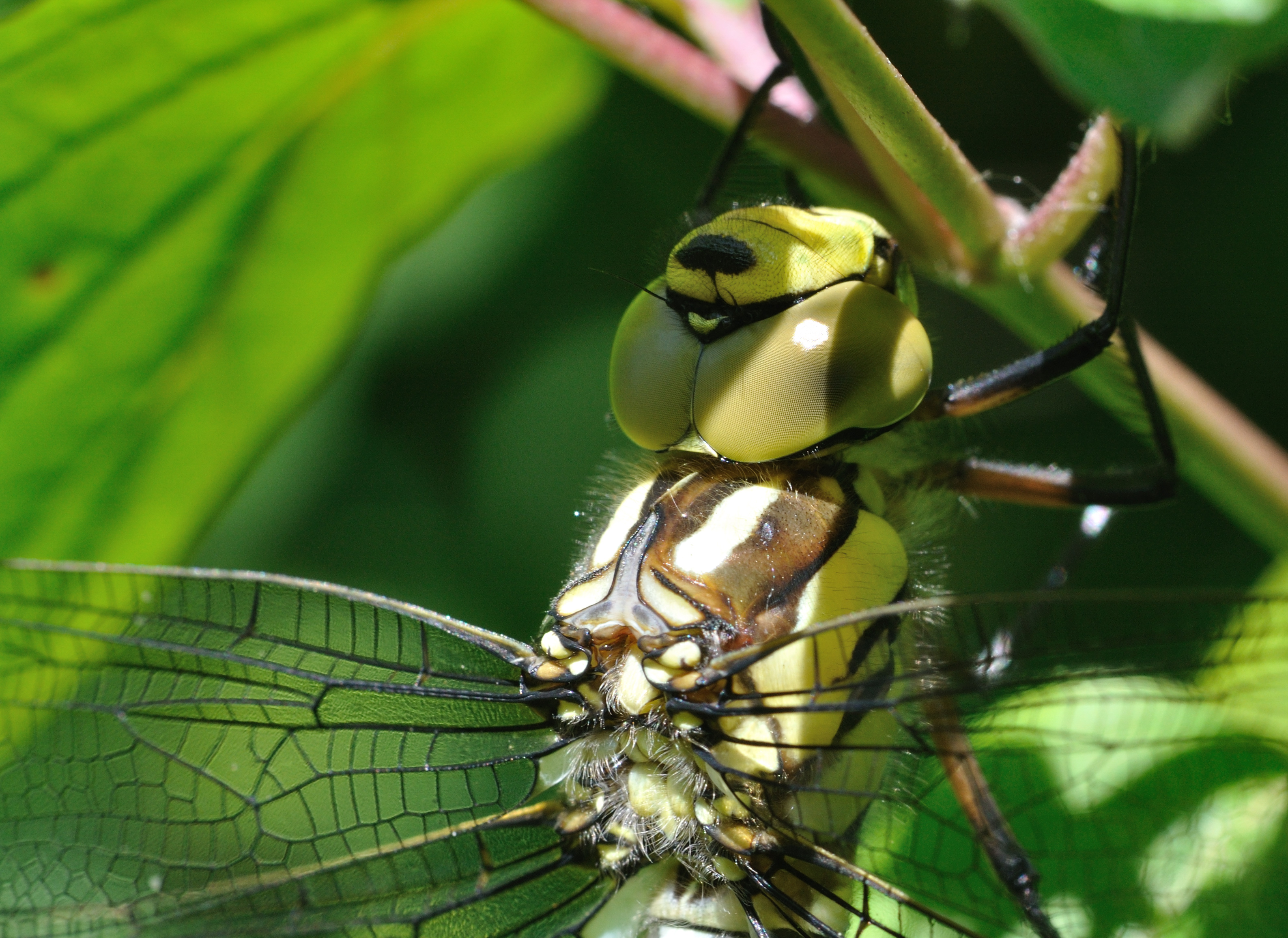 Aeshna cyanea qtl11