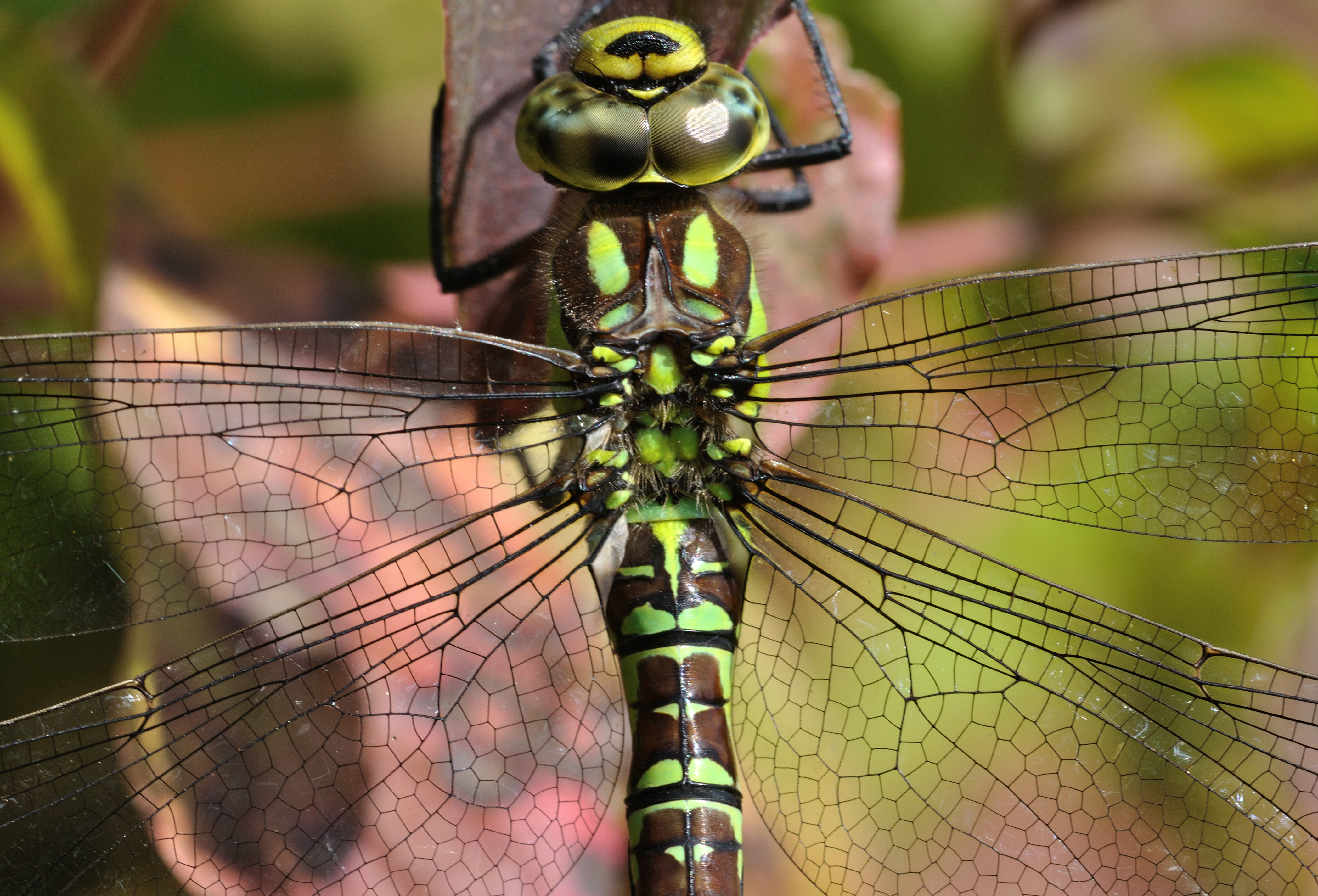 Aeshna cyanea qtl2