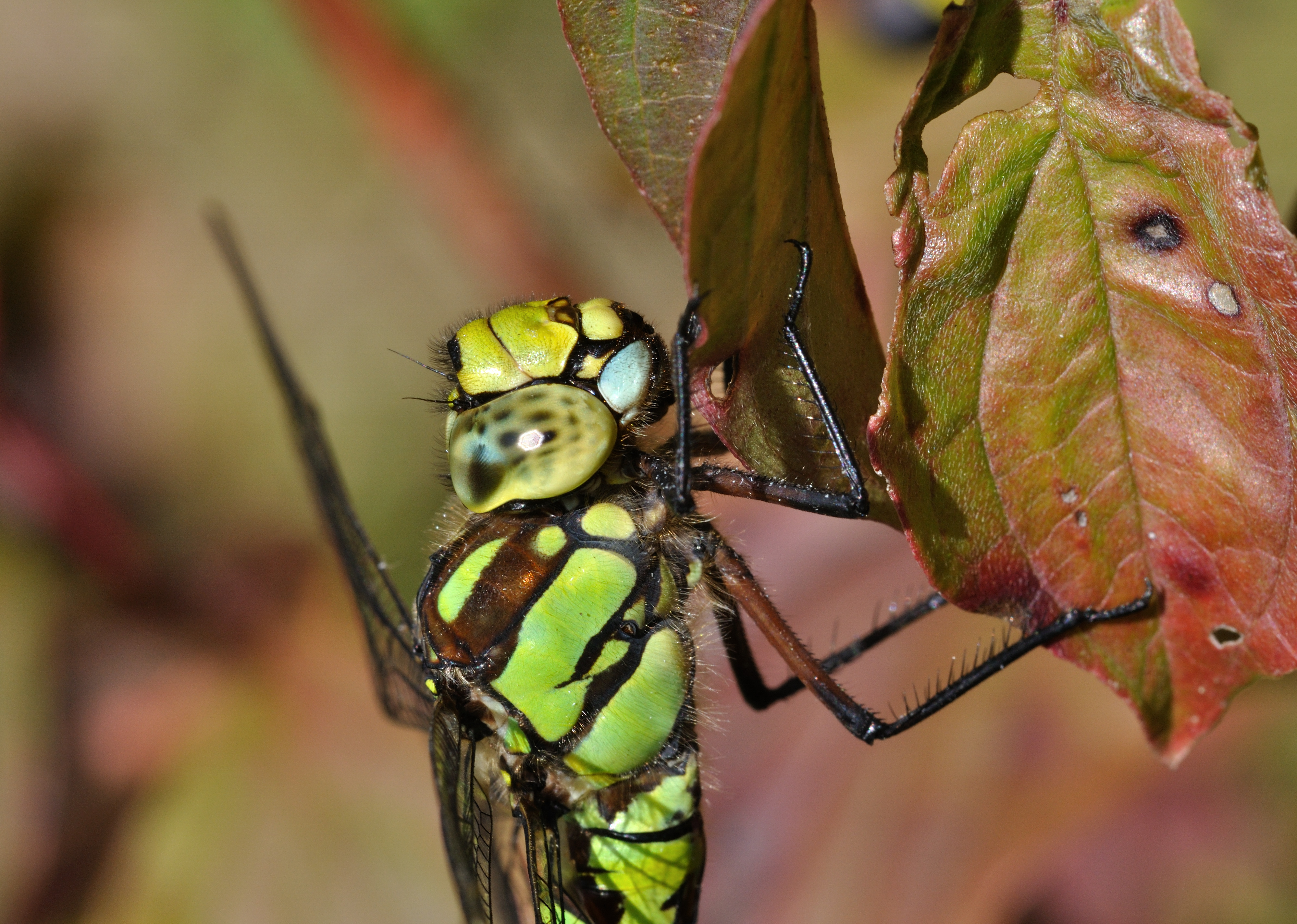 Aeshna cyanea qtl5