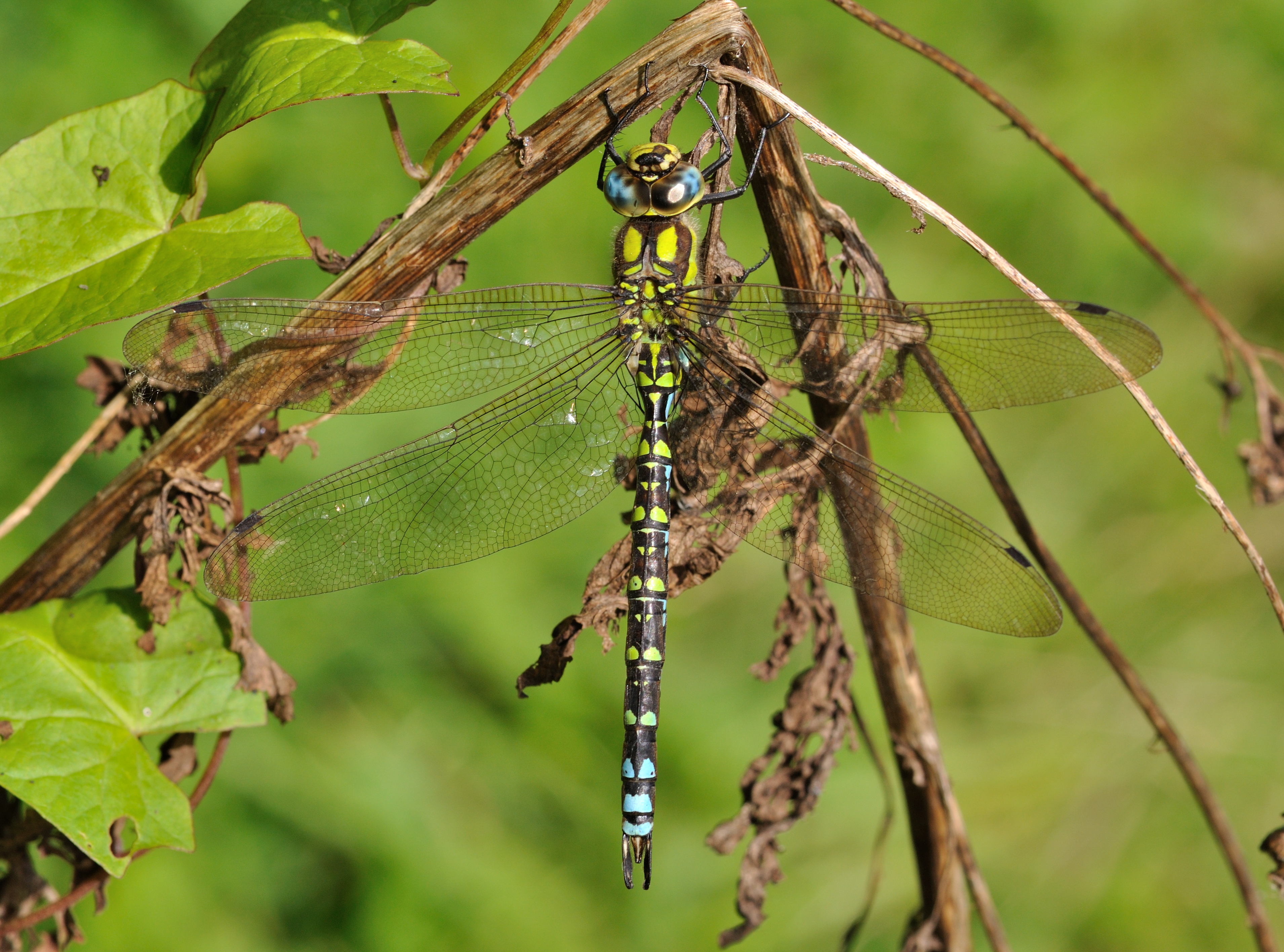 Aeshna cyanea qtl6