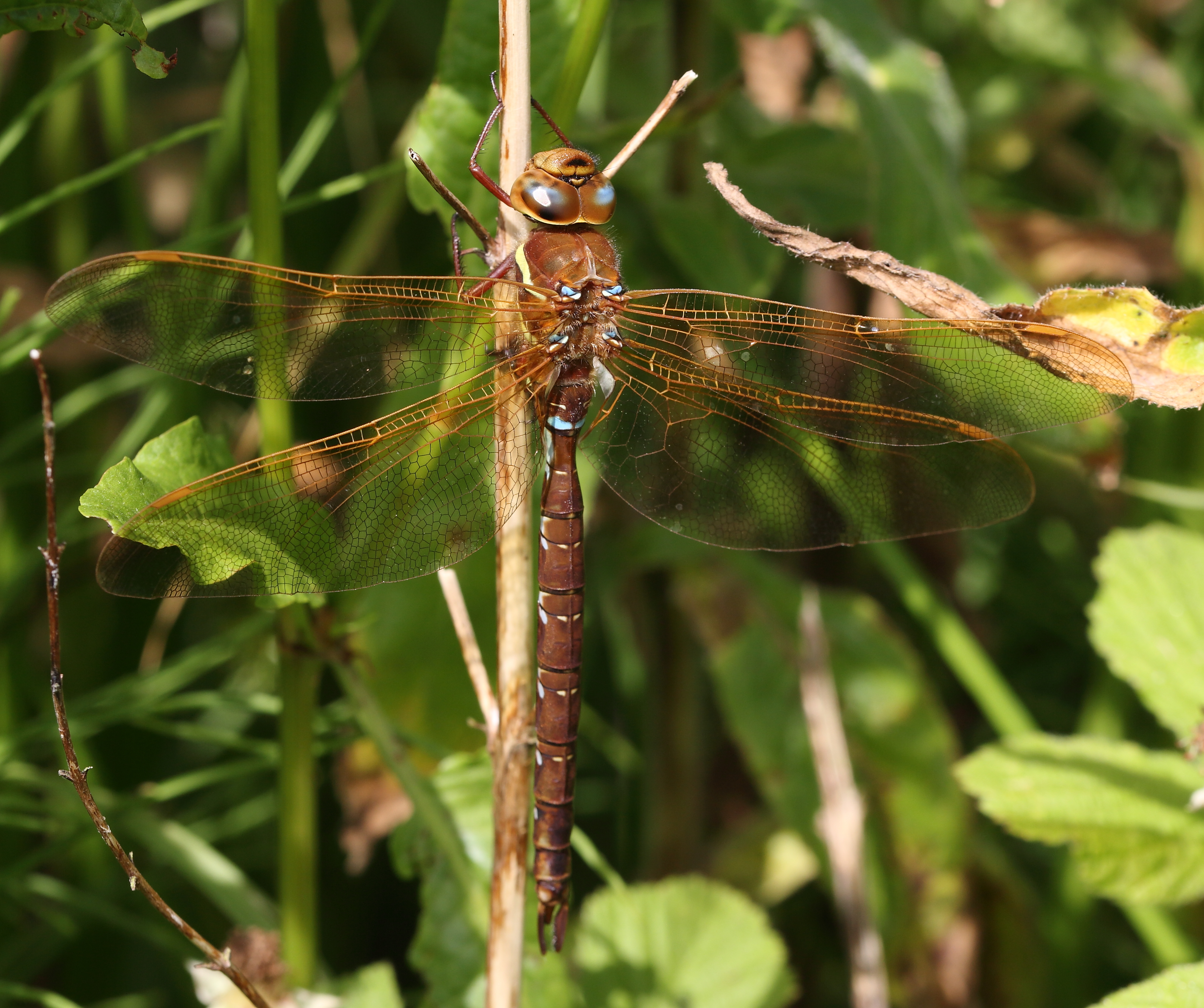 Aeshna grandis Gwas y neidr brown