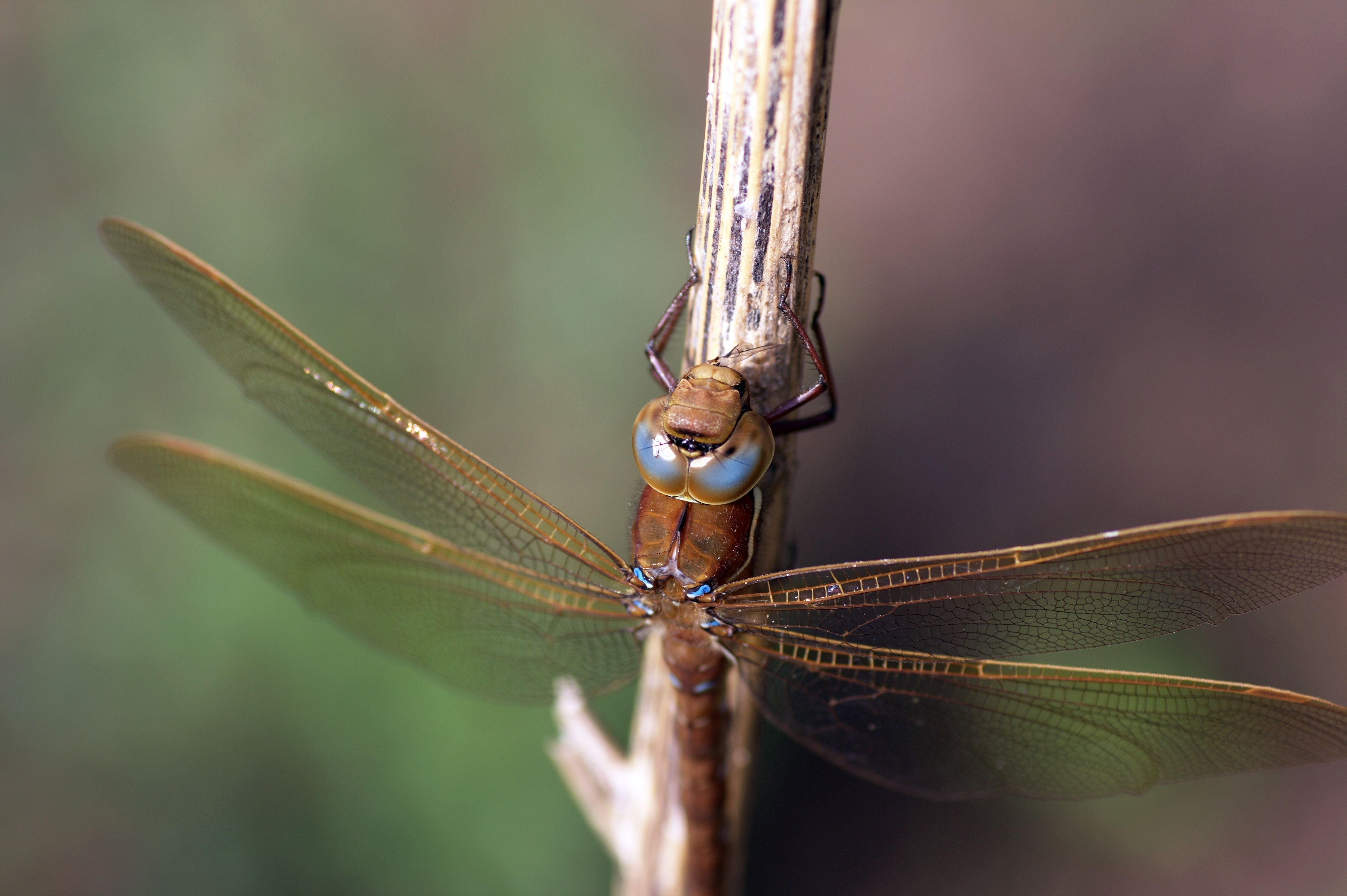 Aeshna grandis Pruun-tondihobu 01 estonia