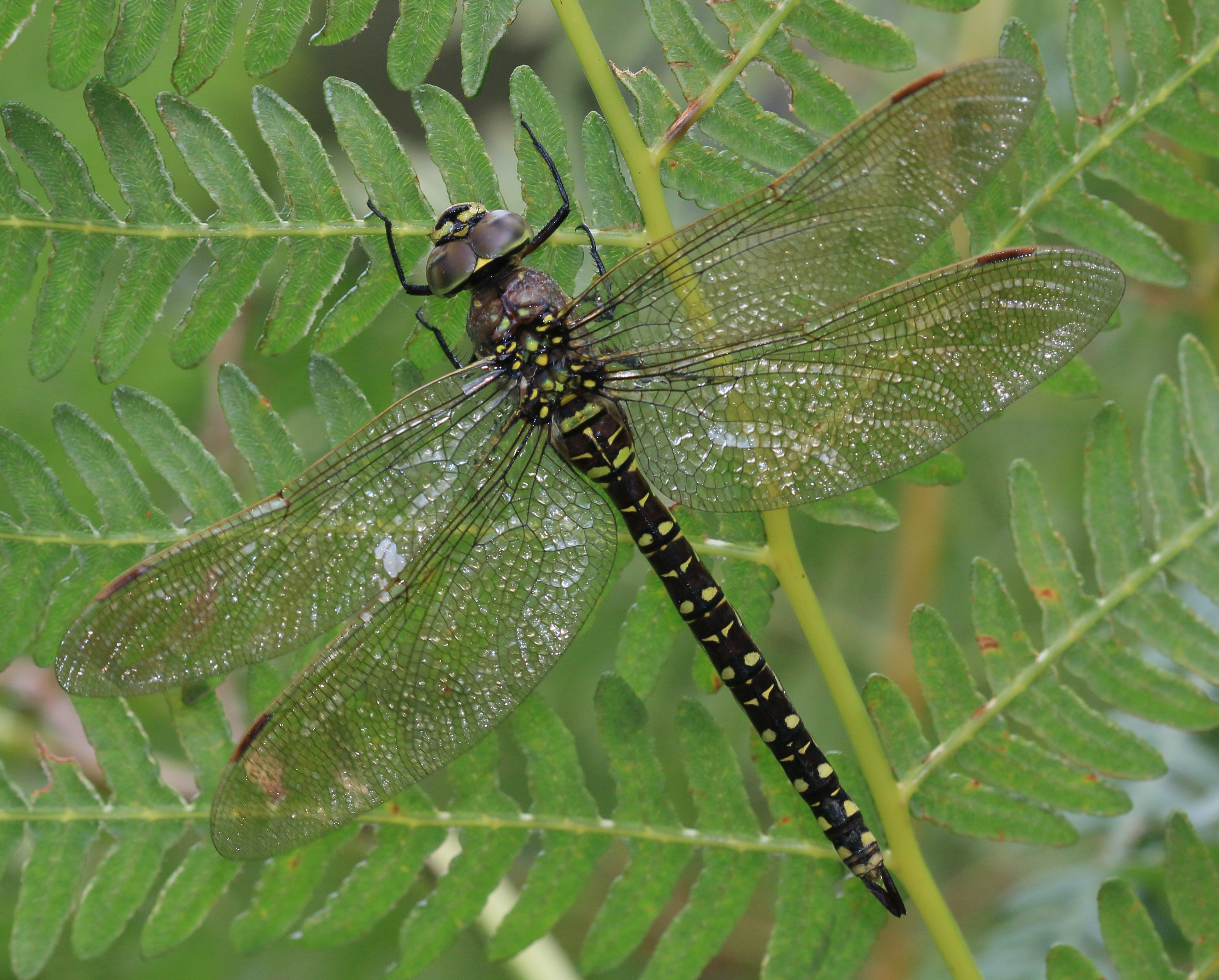 Aeshna juncea (Common Hawker) - female - Flickr - S. Rae (1)