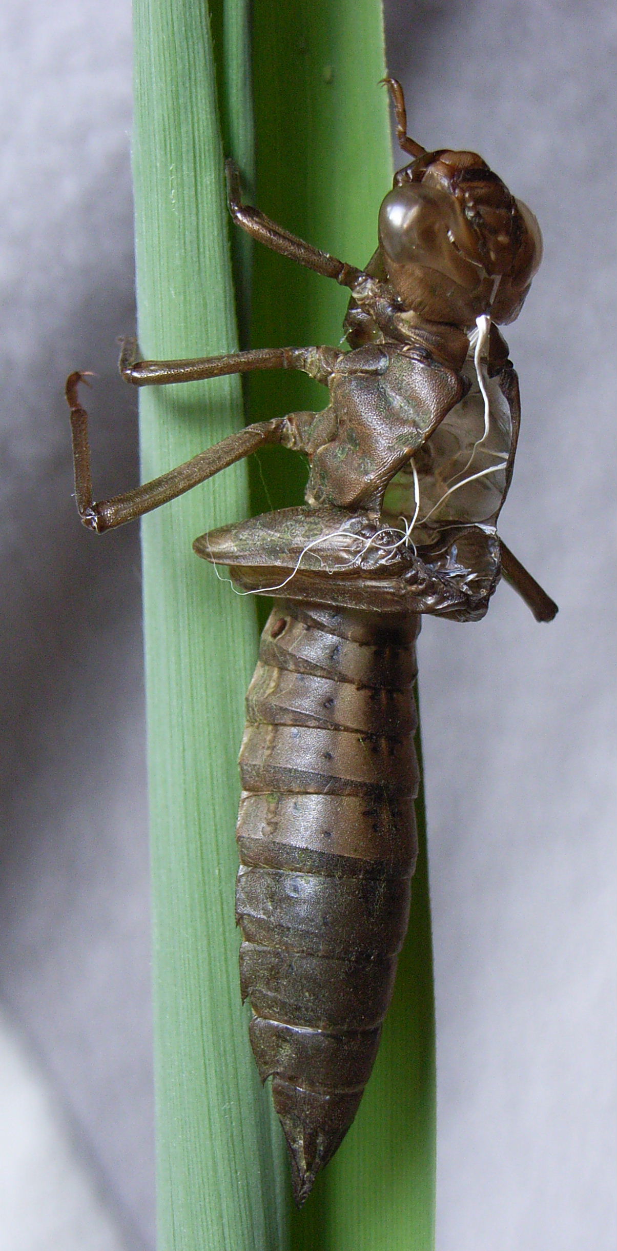Aeshna juncea Exuvia