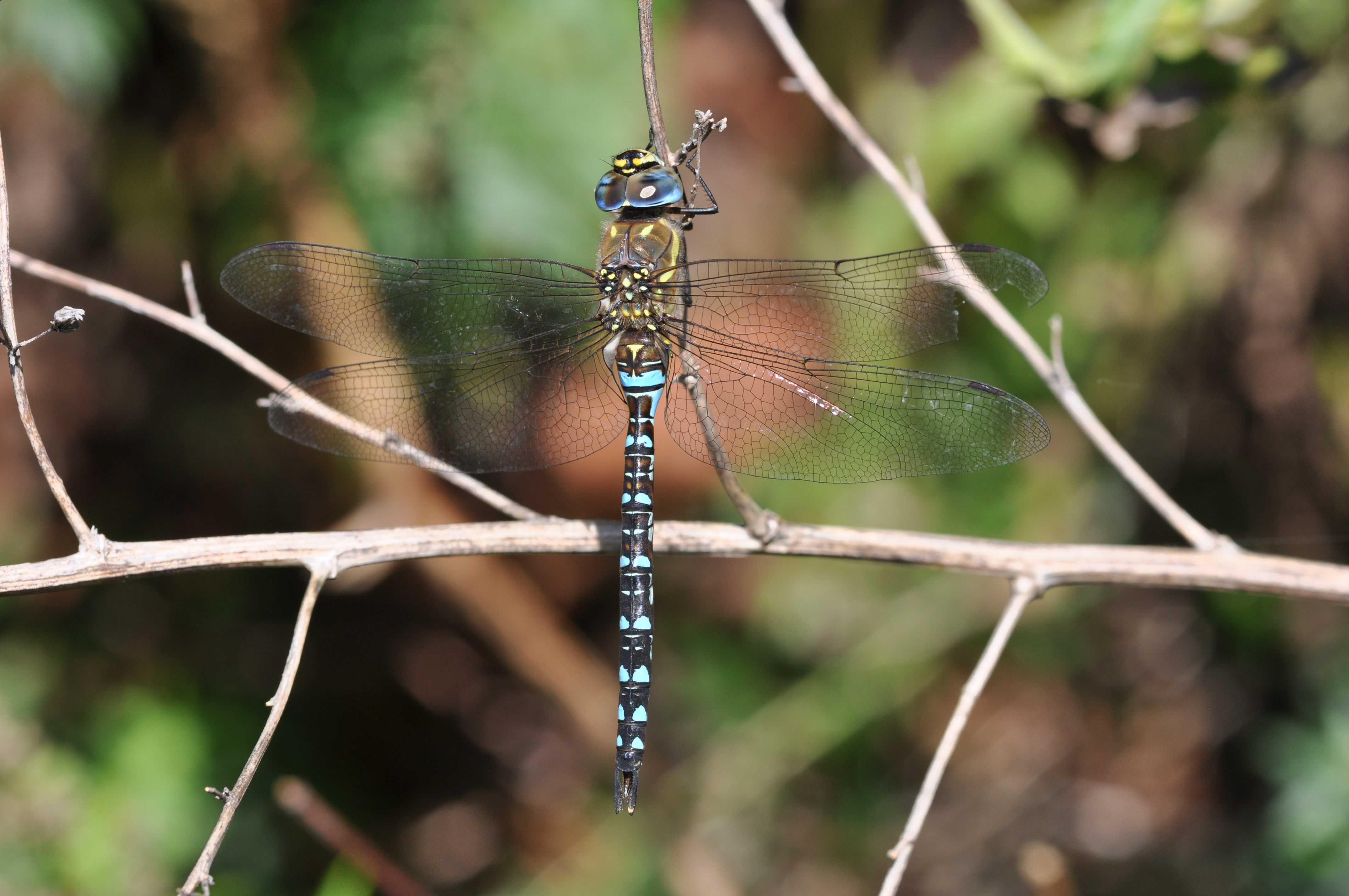 Aeshna mixta m1