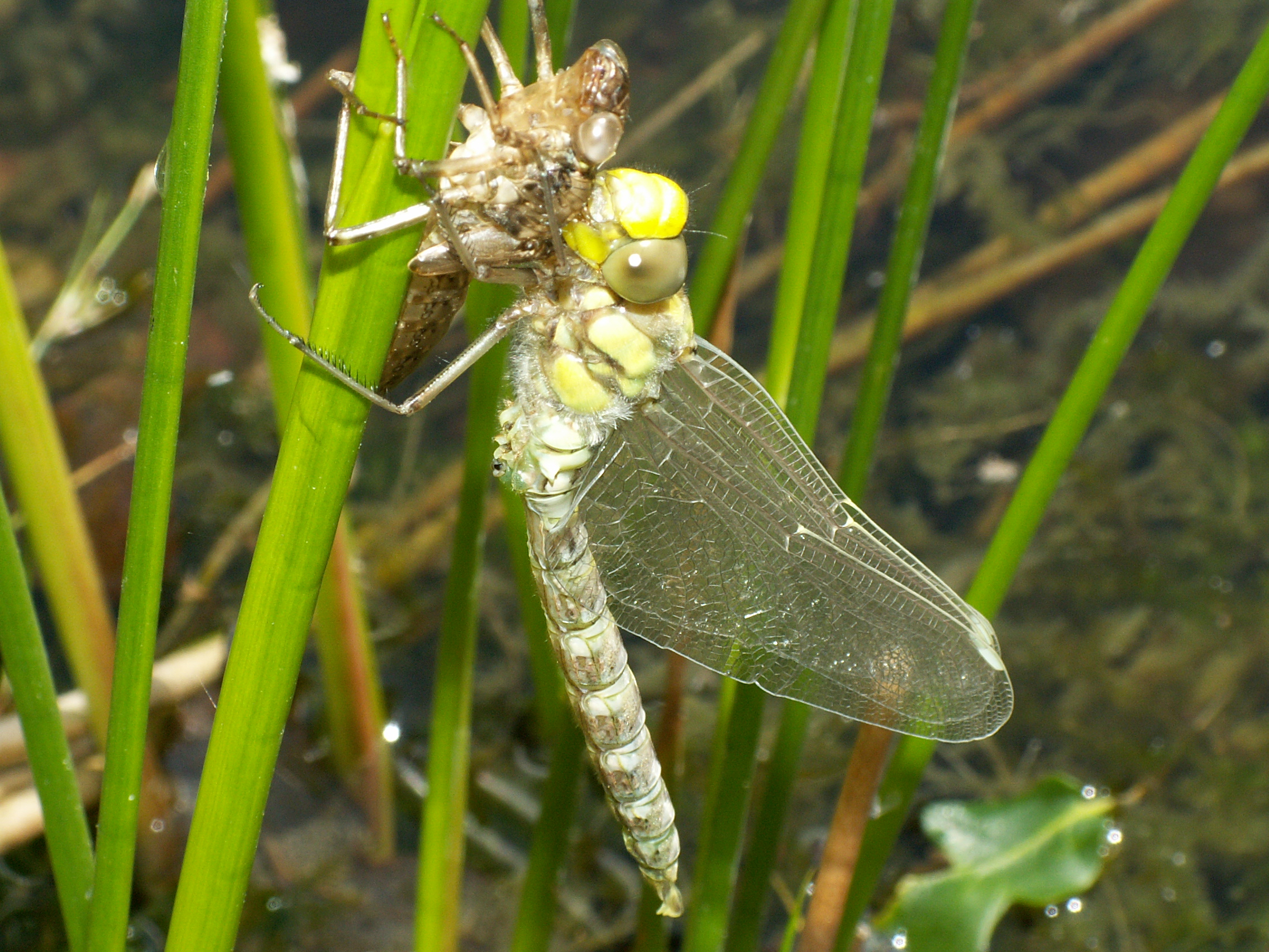 AeshnaCyaneaAndExuvium