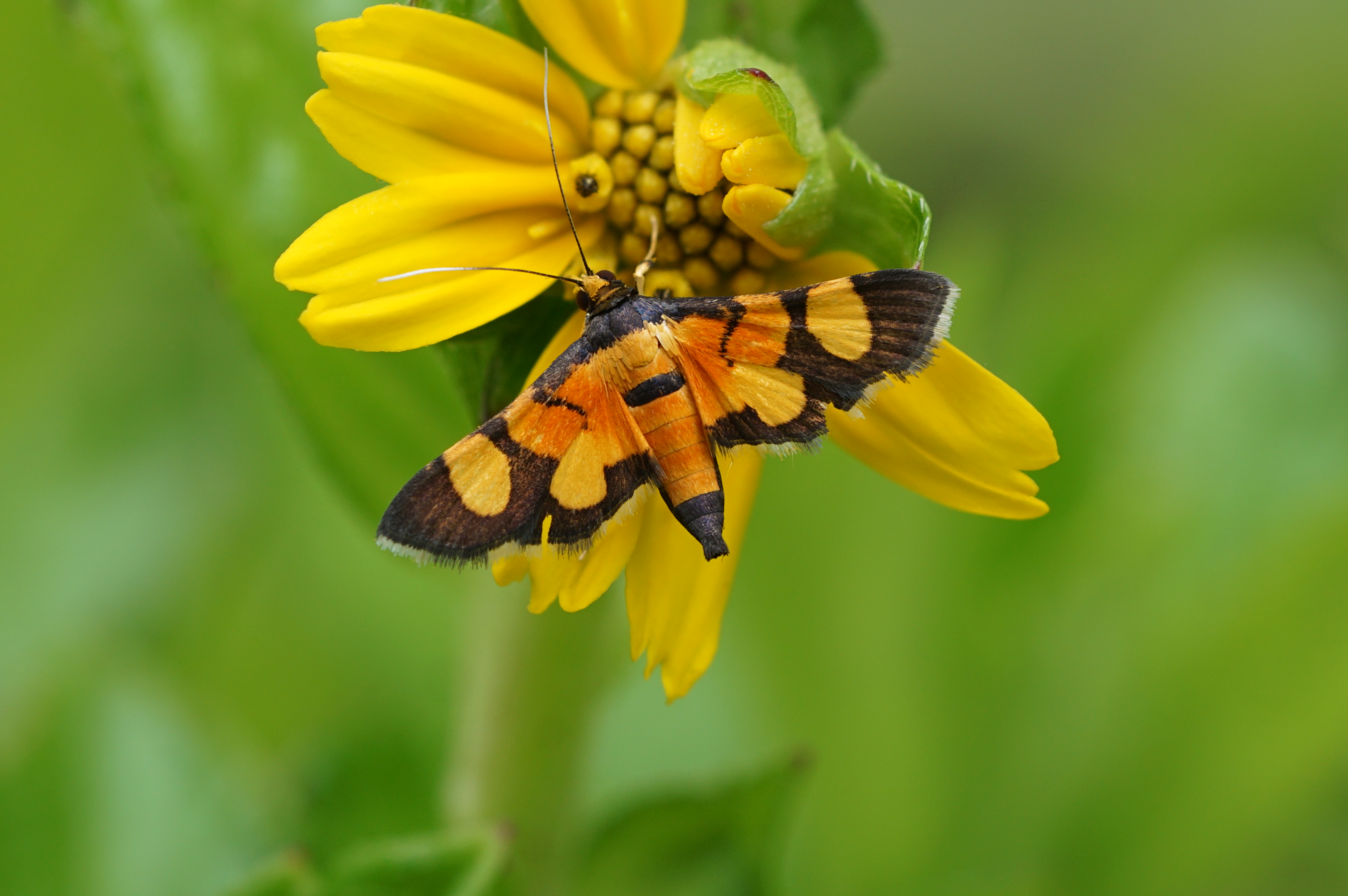 Aethaloessa calidalis 05612