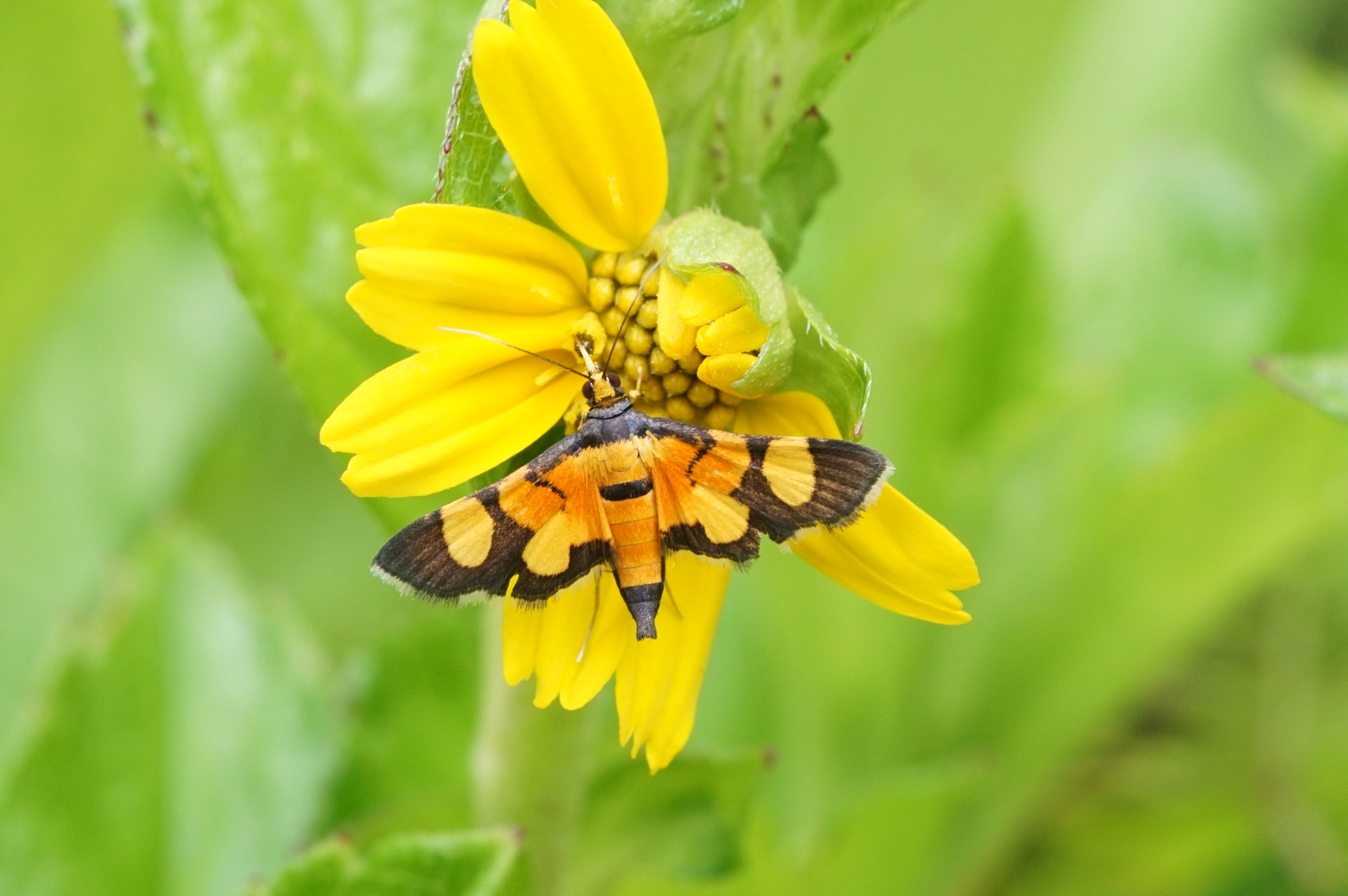 Aethaloessa calidalis 05615