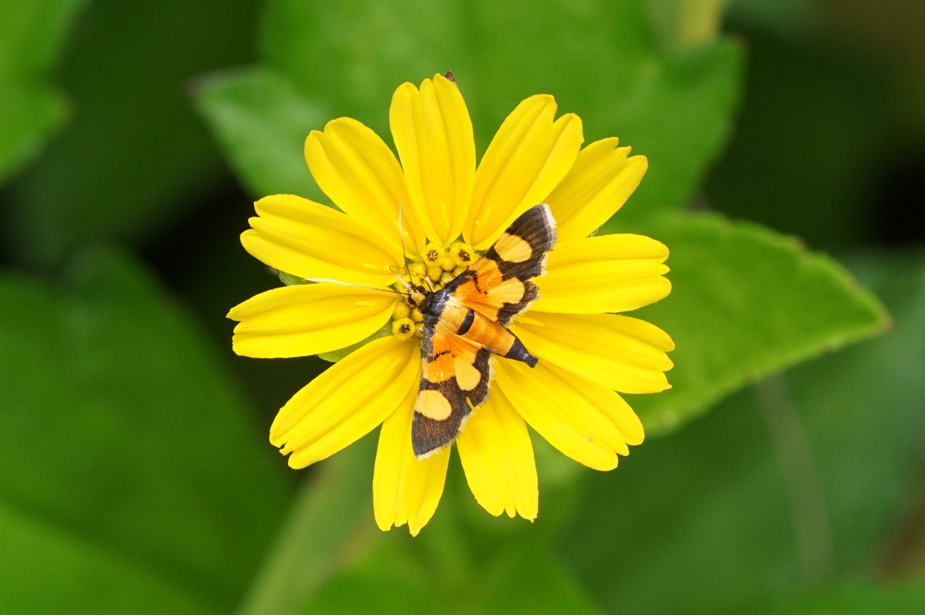 Aethaloessa calidalis 05660