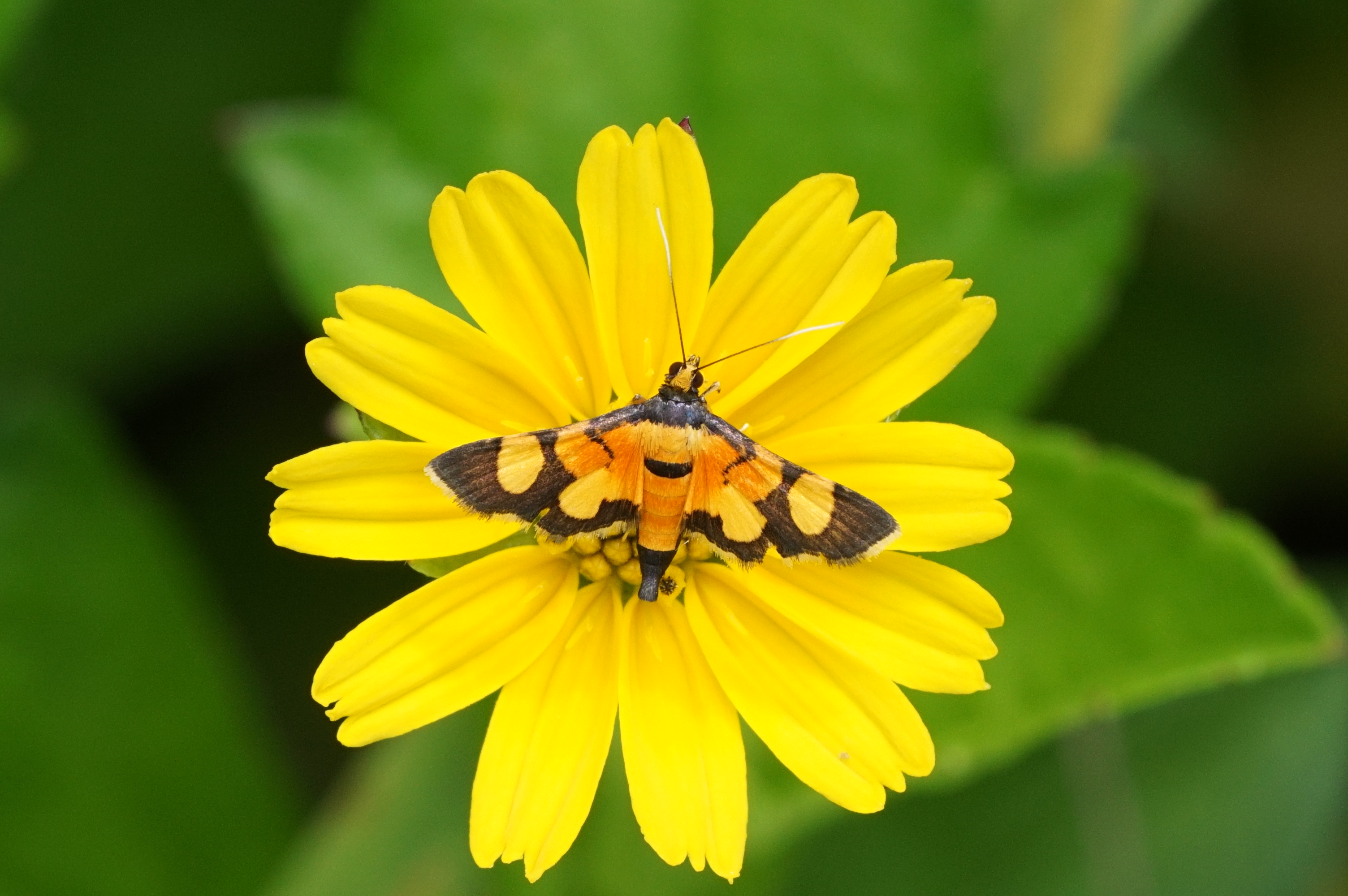 Aethaloessa calidalis 05673