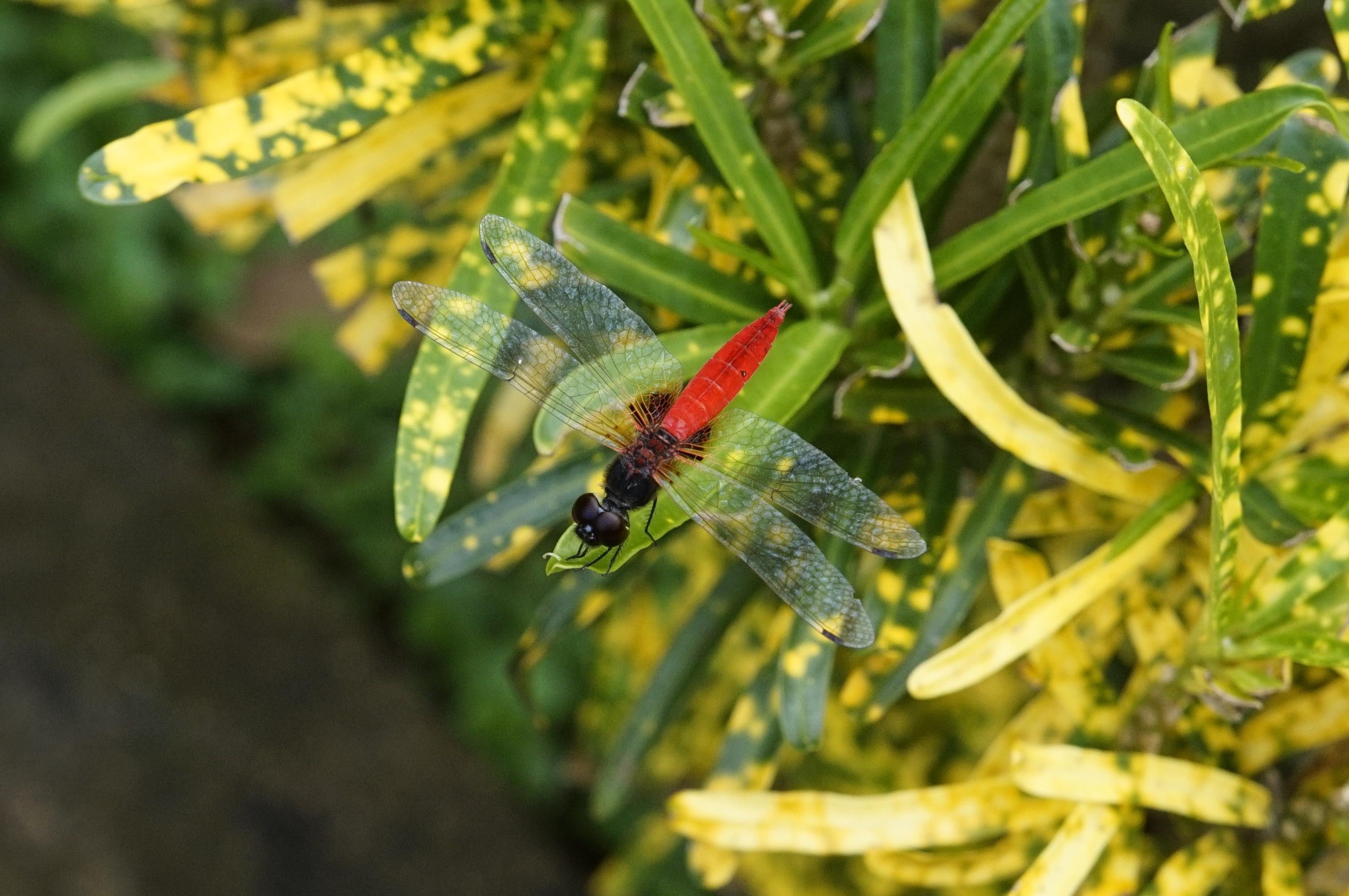 Aethriamanta brevipennis 3336