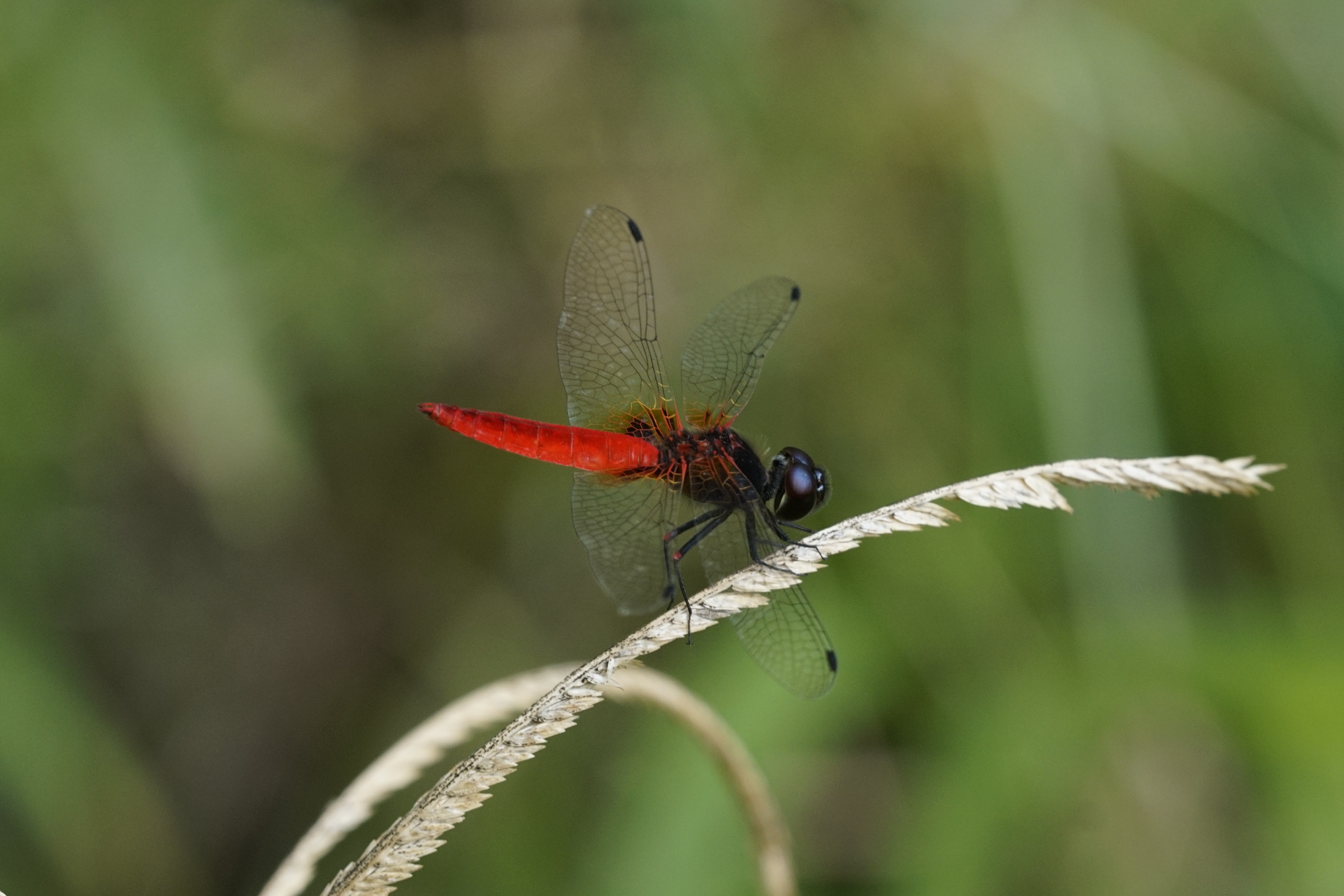 Aethriamanta brevipennis 3971