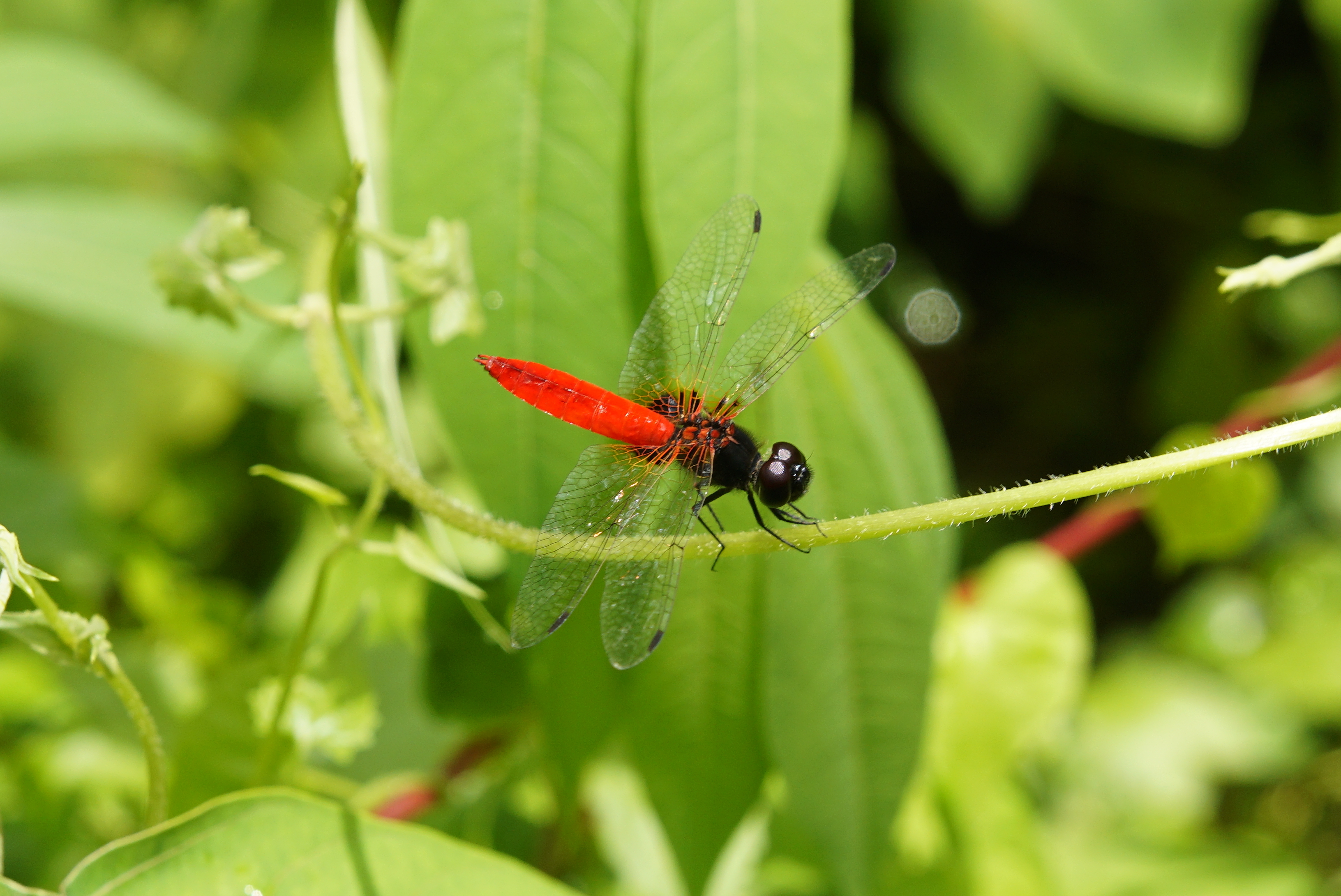 Aethriamanta brevipennis 6895