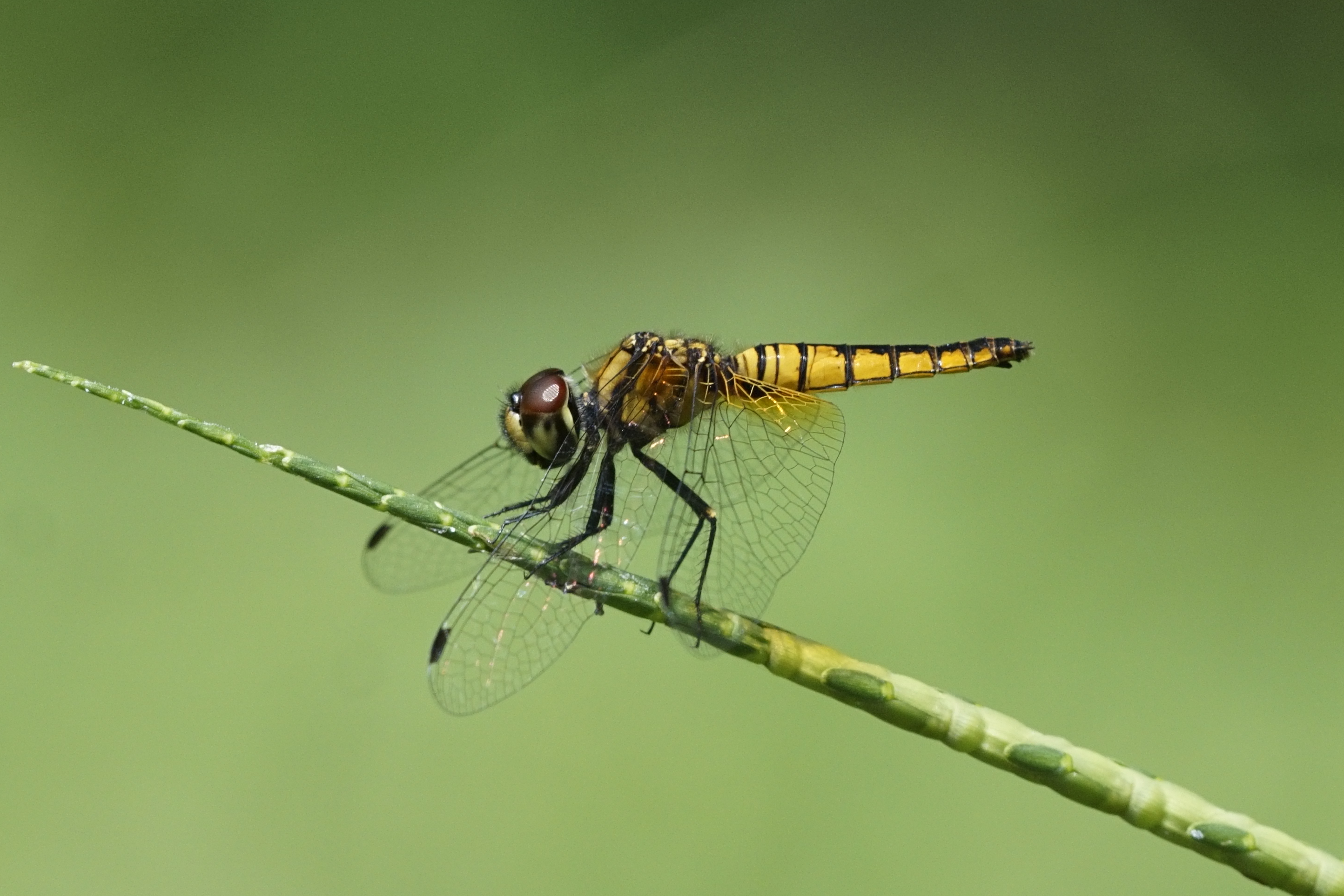 Aethriamanta brevipennis 7678