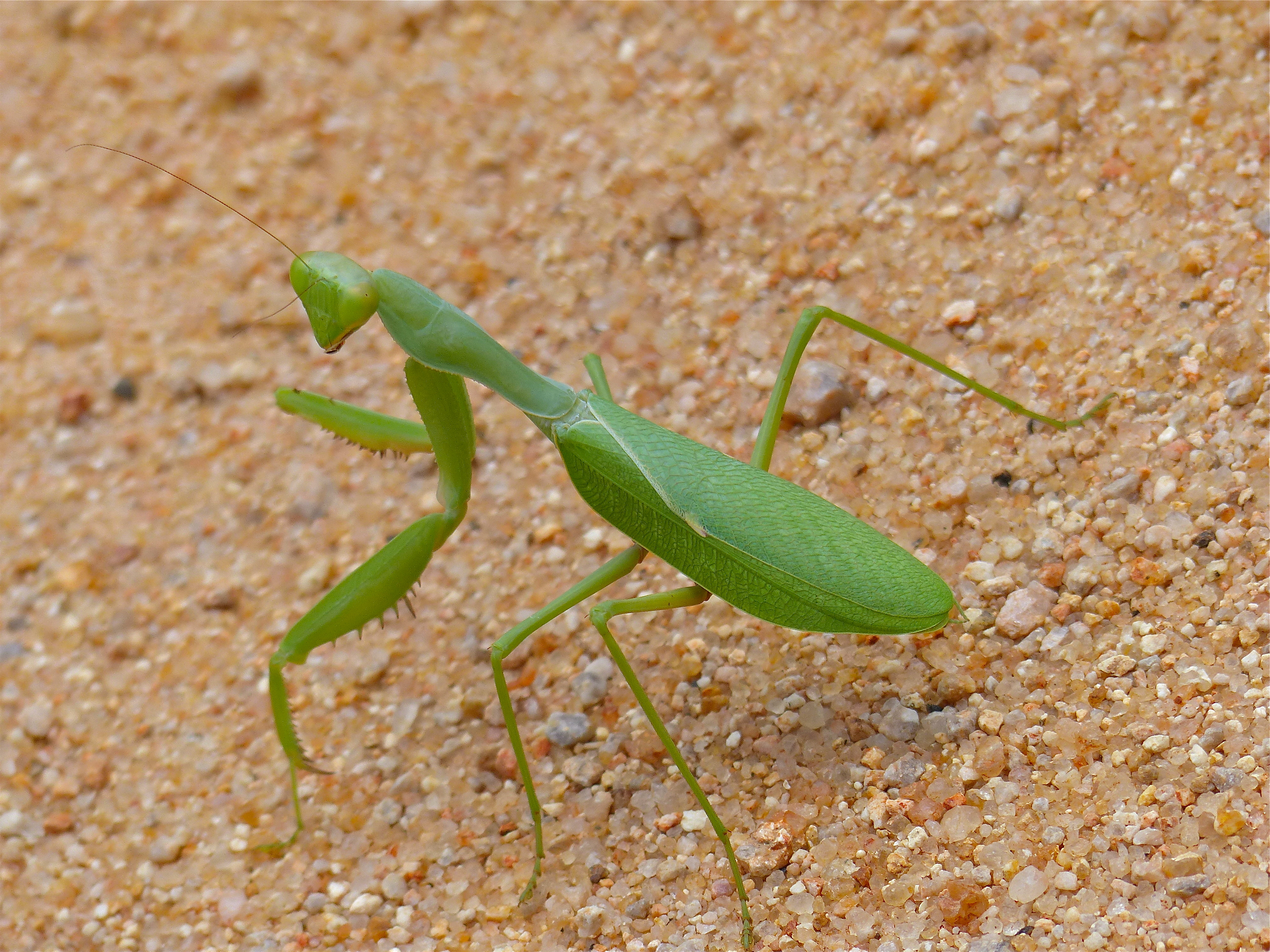 African Green Mantis (Sphodromantis gastrica) (14051620003)