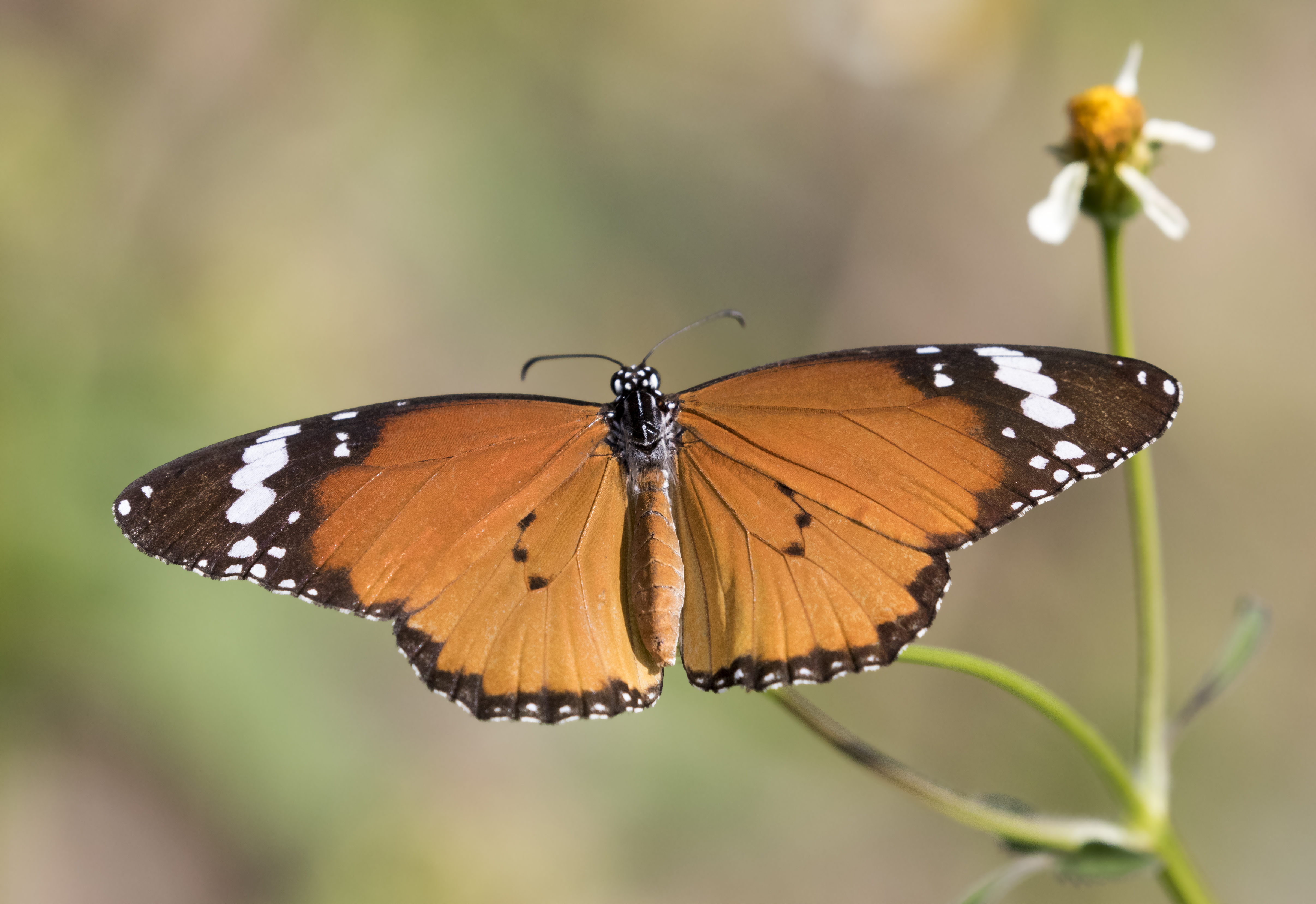 African monarch - Danaus chrysippus
