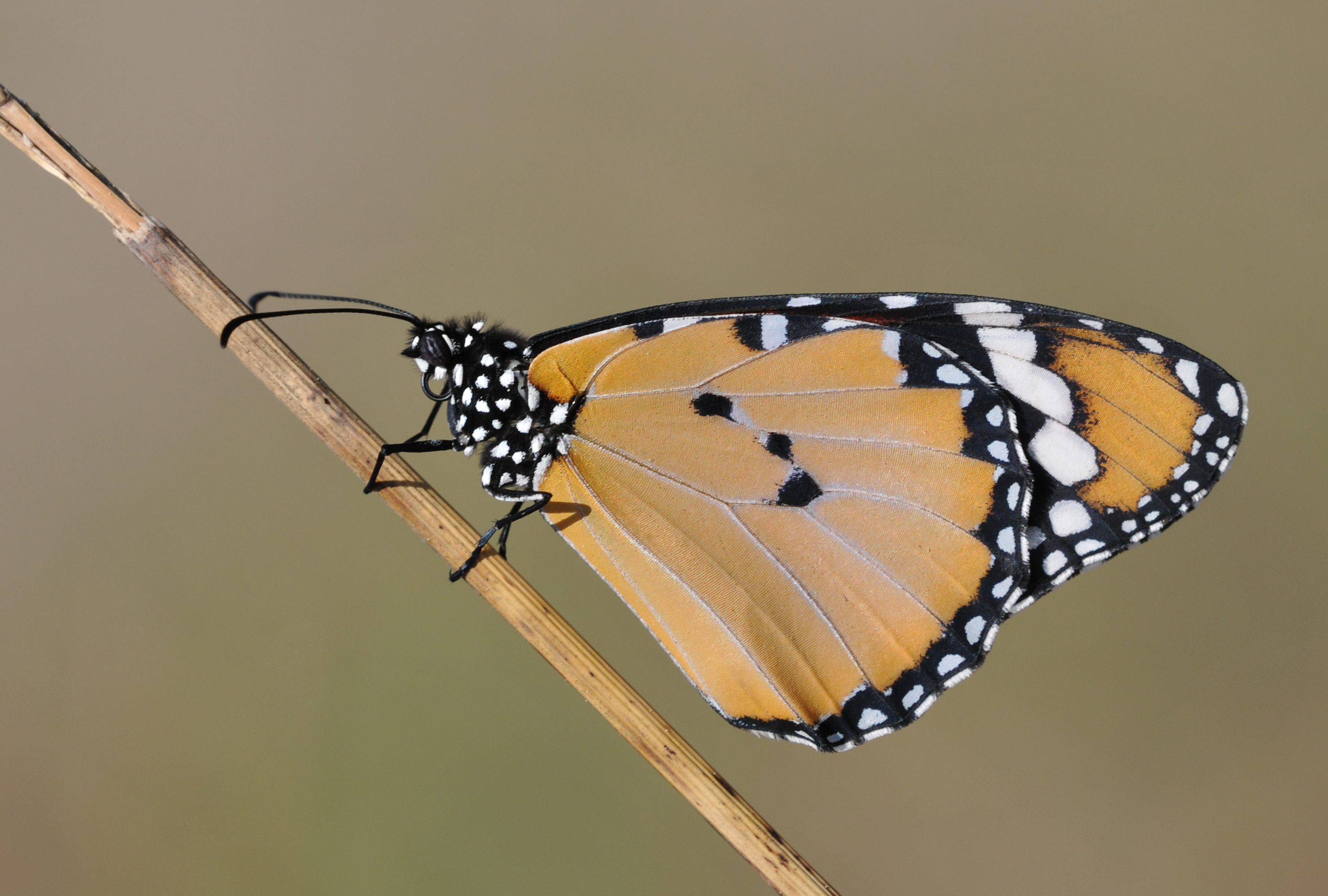 African Monarch - Danaus chrysippus 1