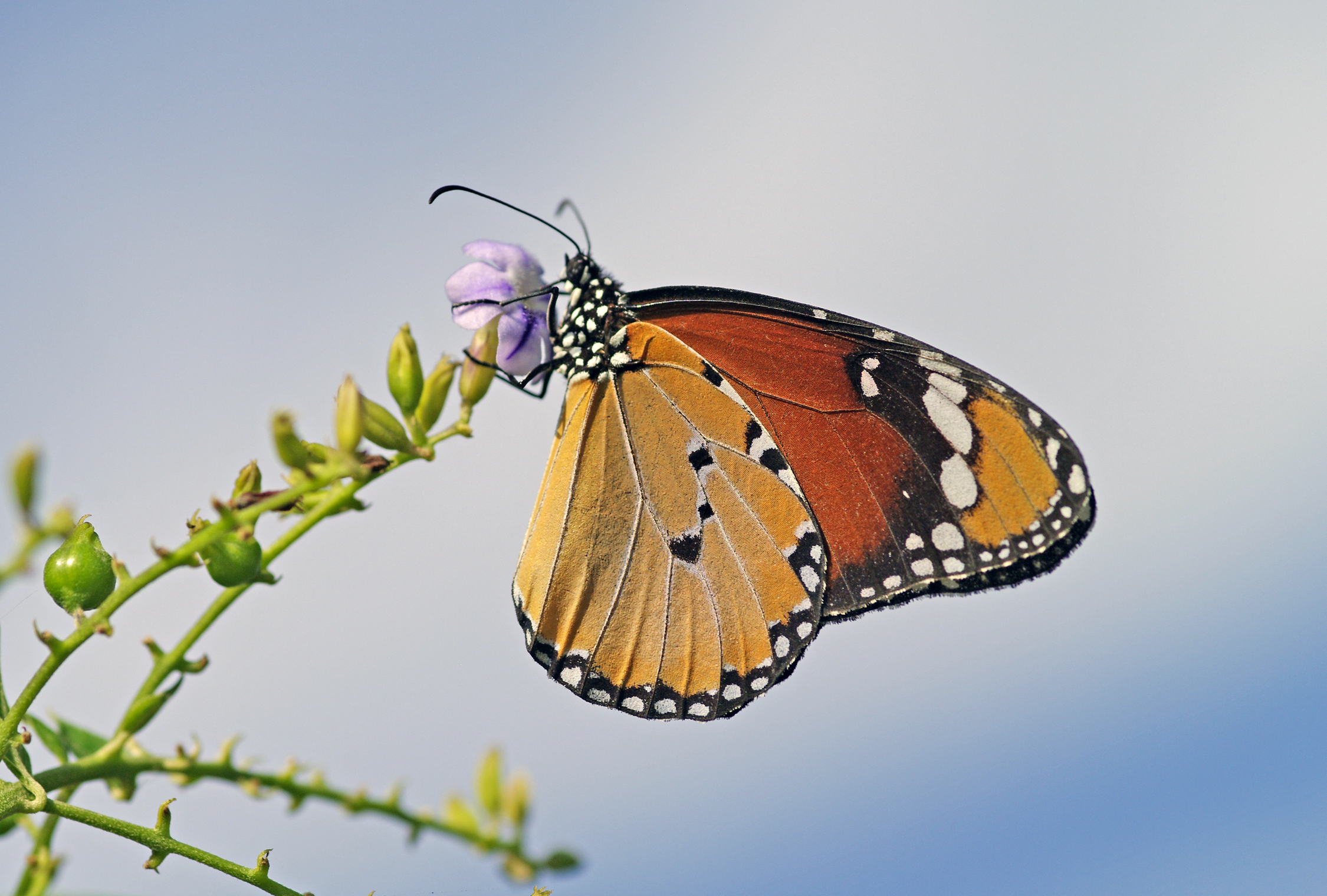 African Queen - Danaus chrysippus 02
