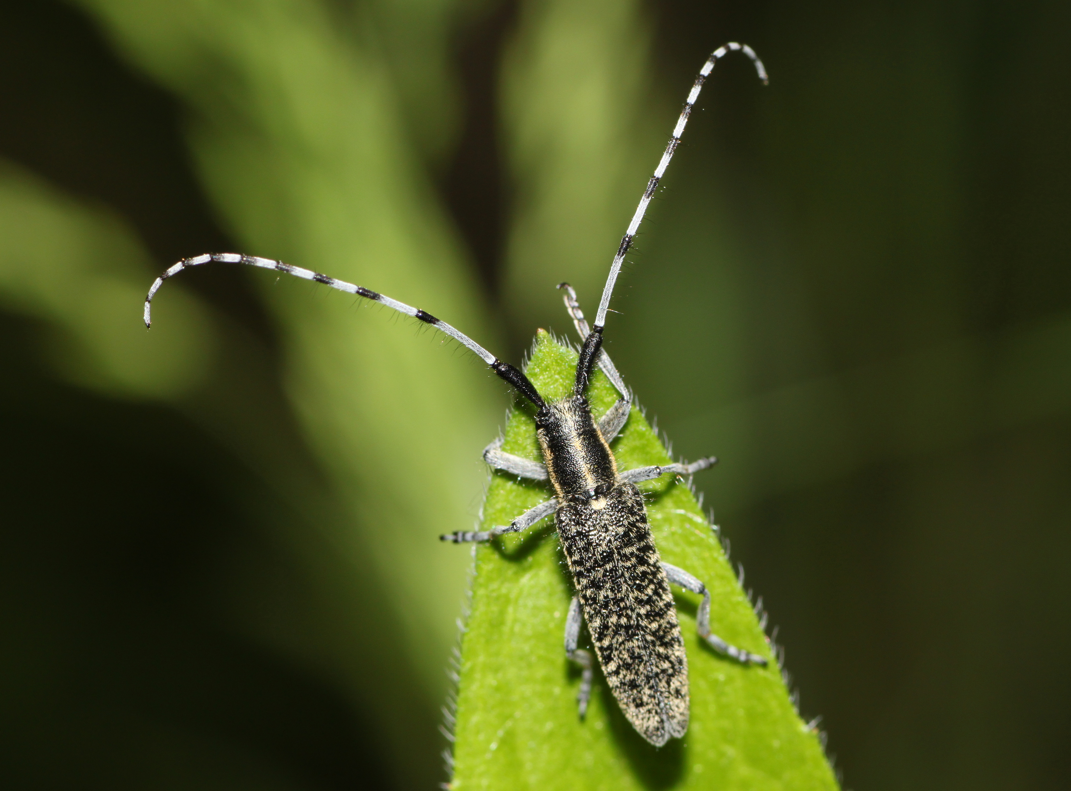 Agapanthia-villosoviridescens