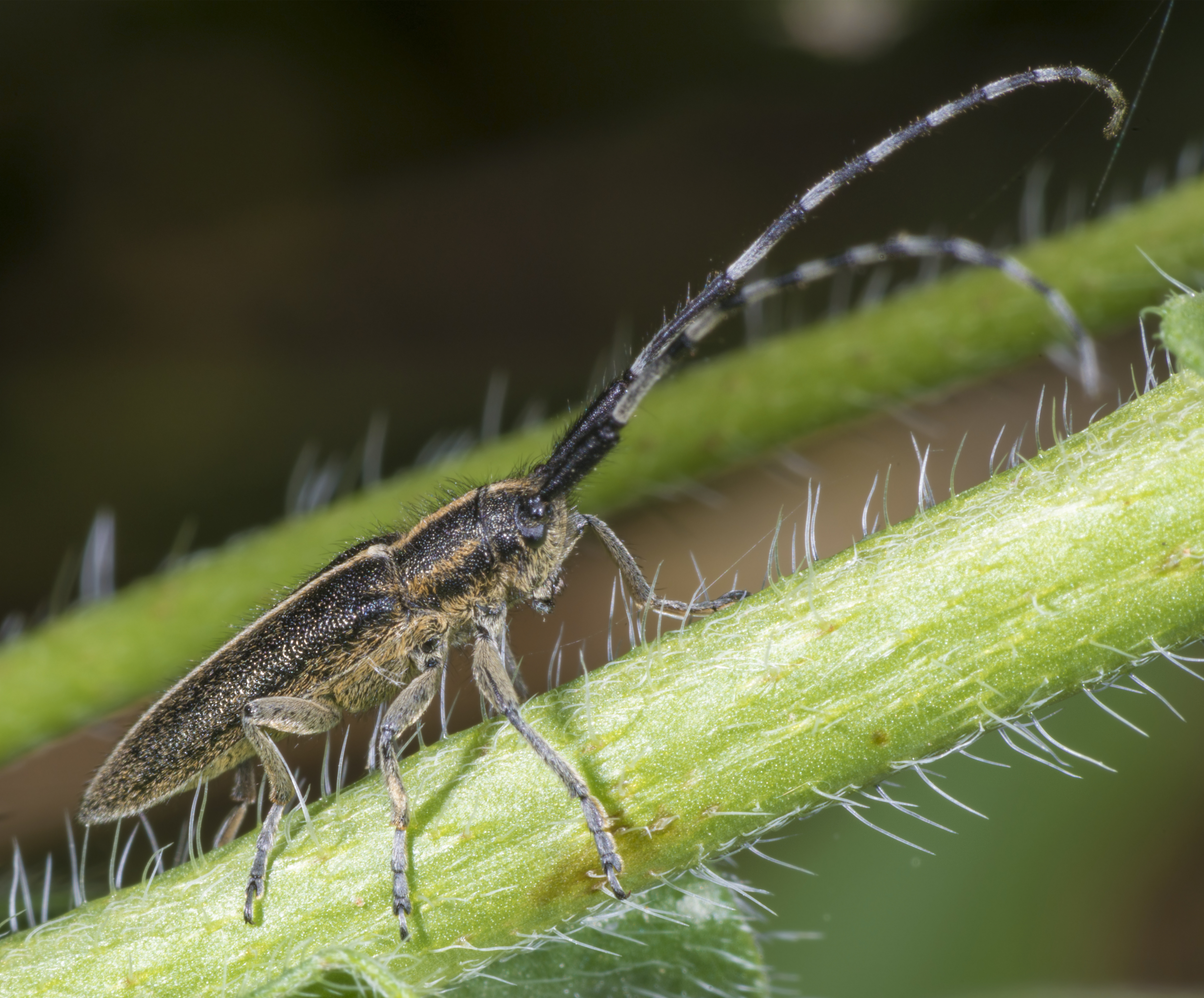 Agapanthia cardui MHNT Profil