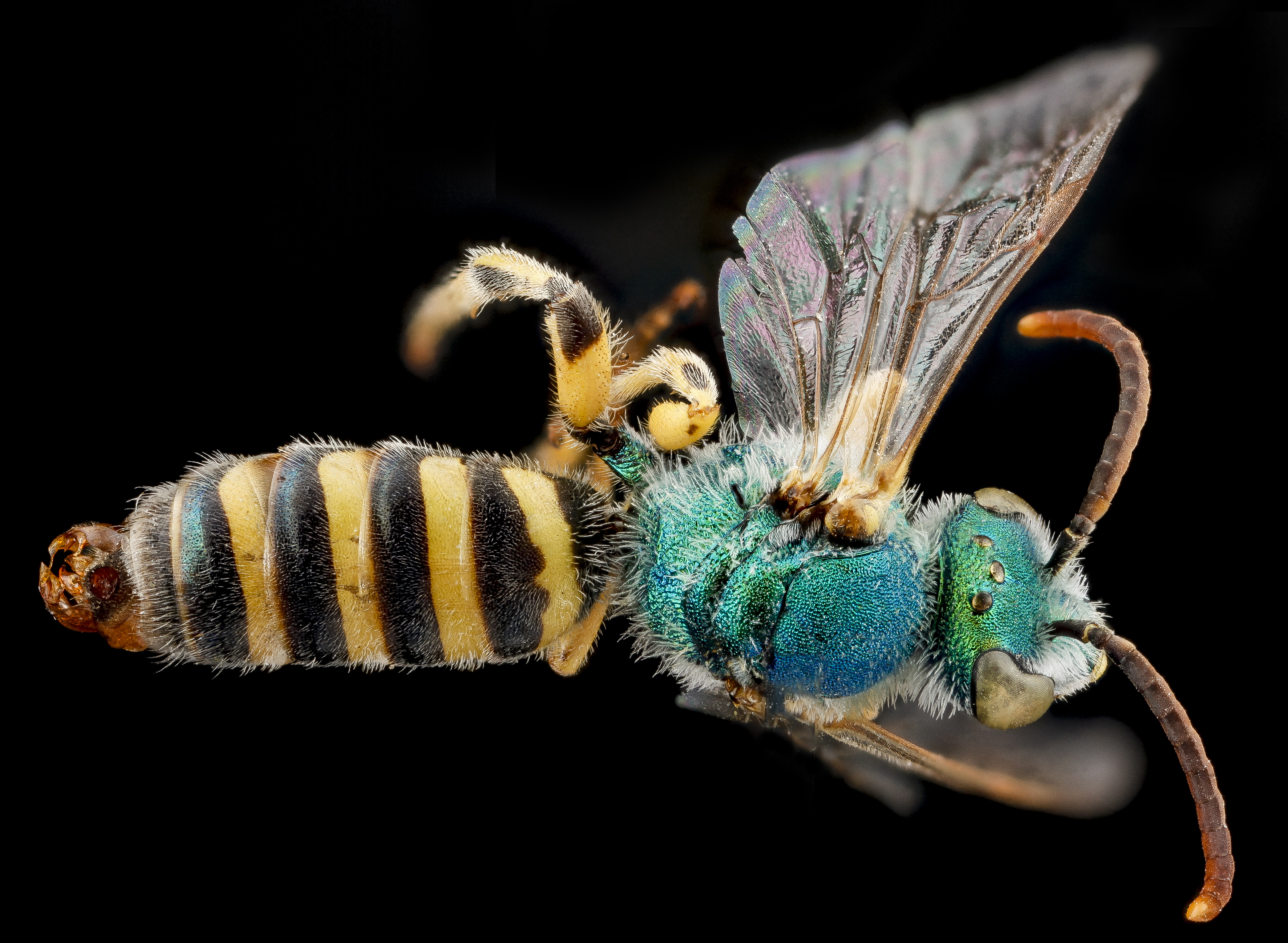 Agapostemon angelicus m