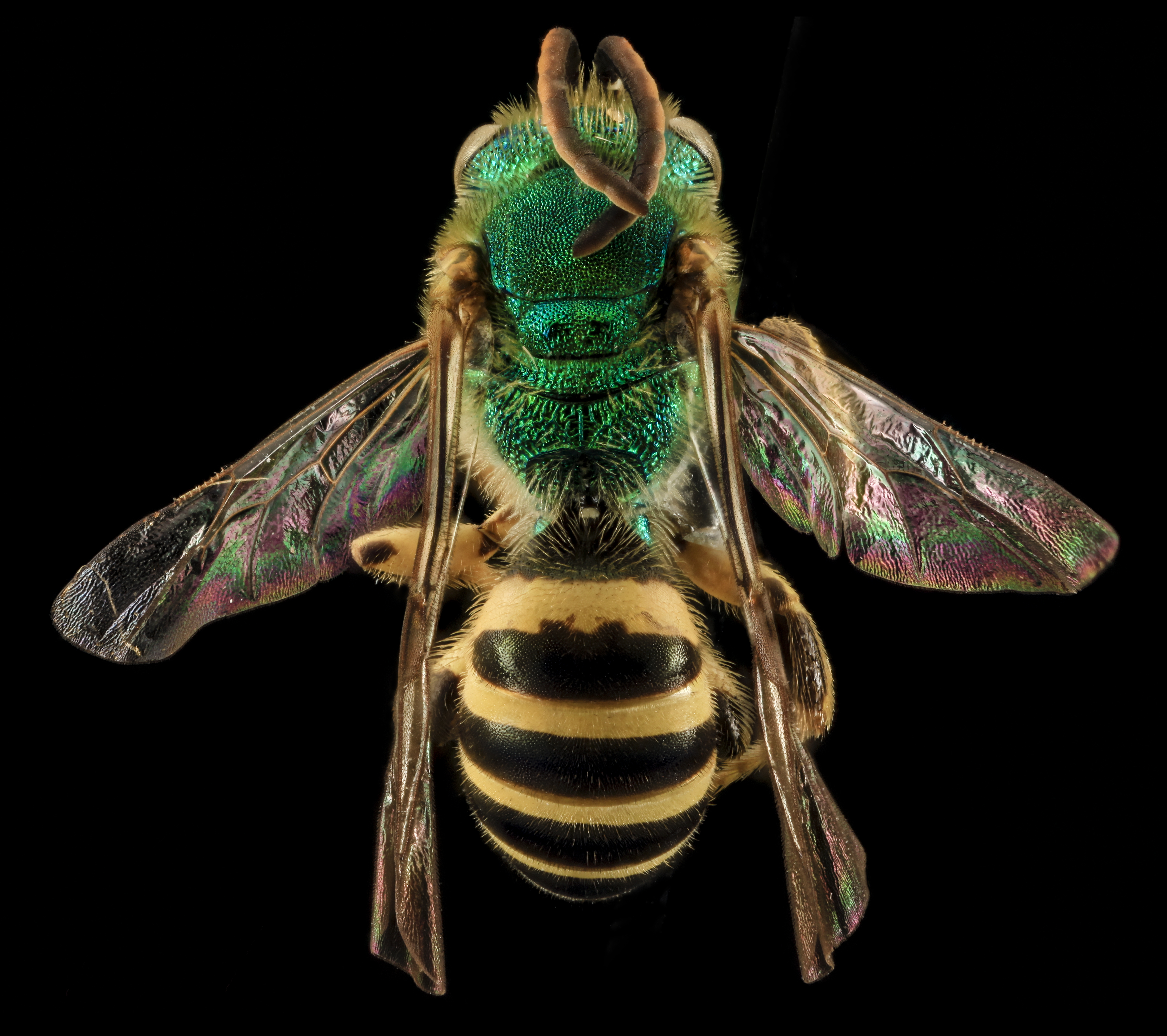 Agapostemon sericeus, M, back, Pr. Georges Co., Maryland 2014-01-20-13.16