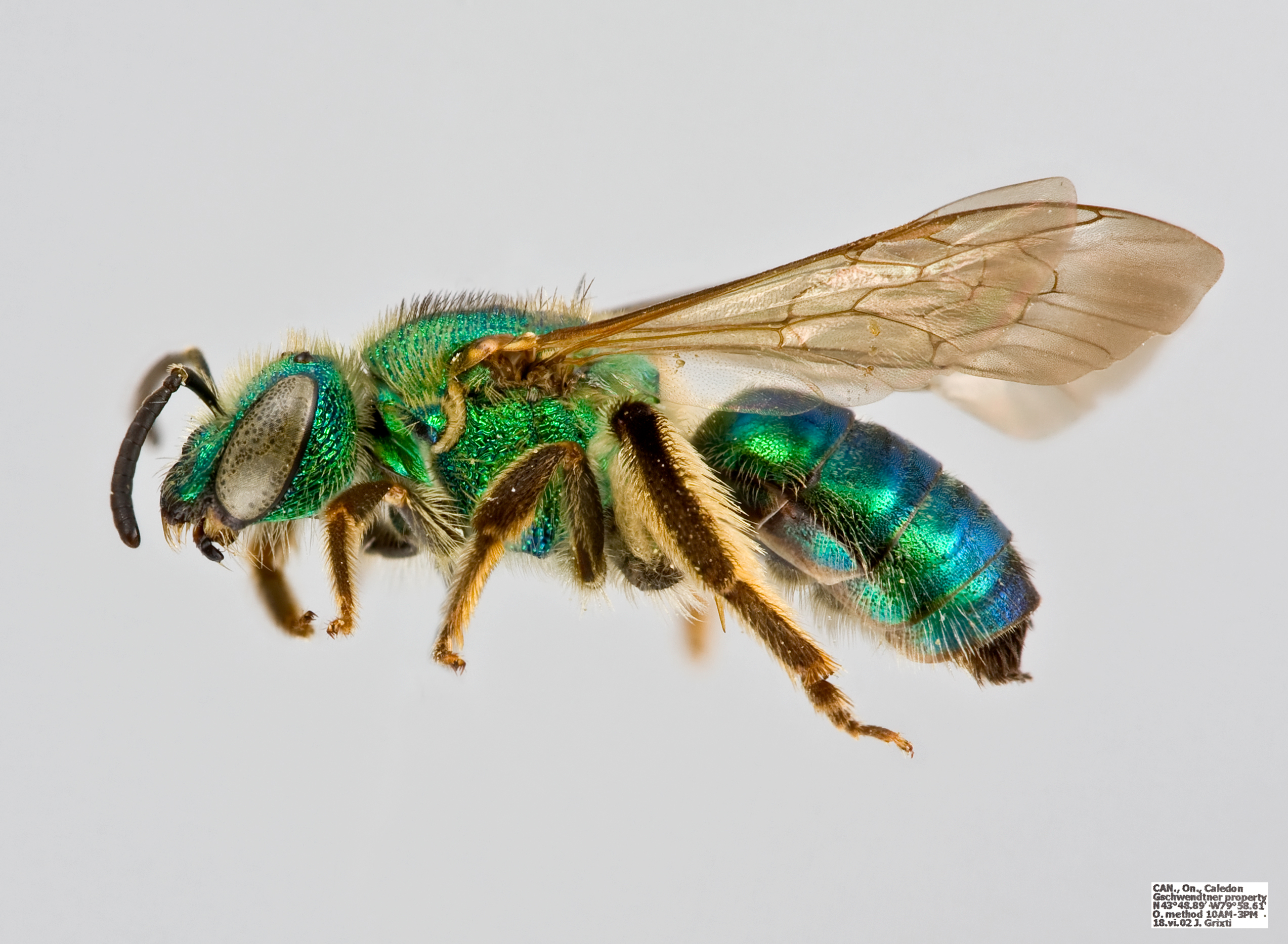 Agapostemon sericeus female