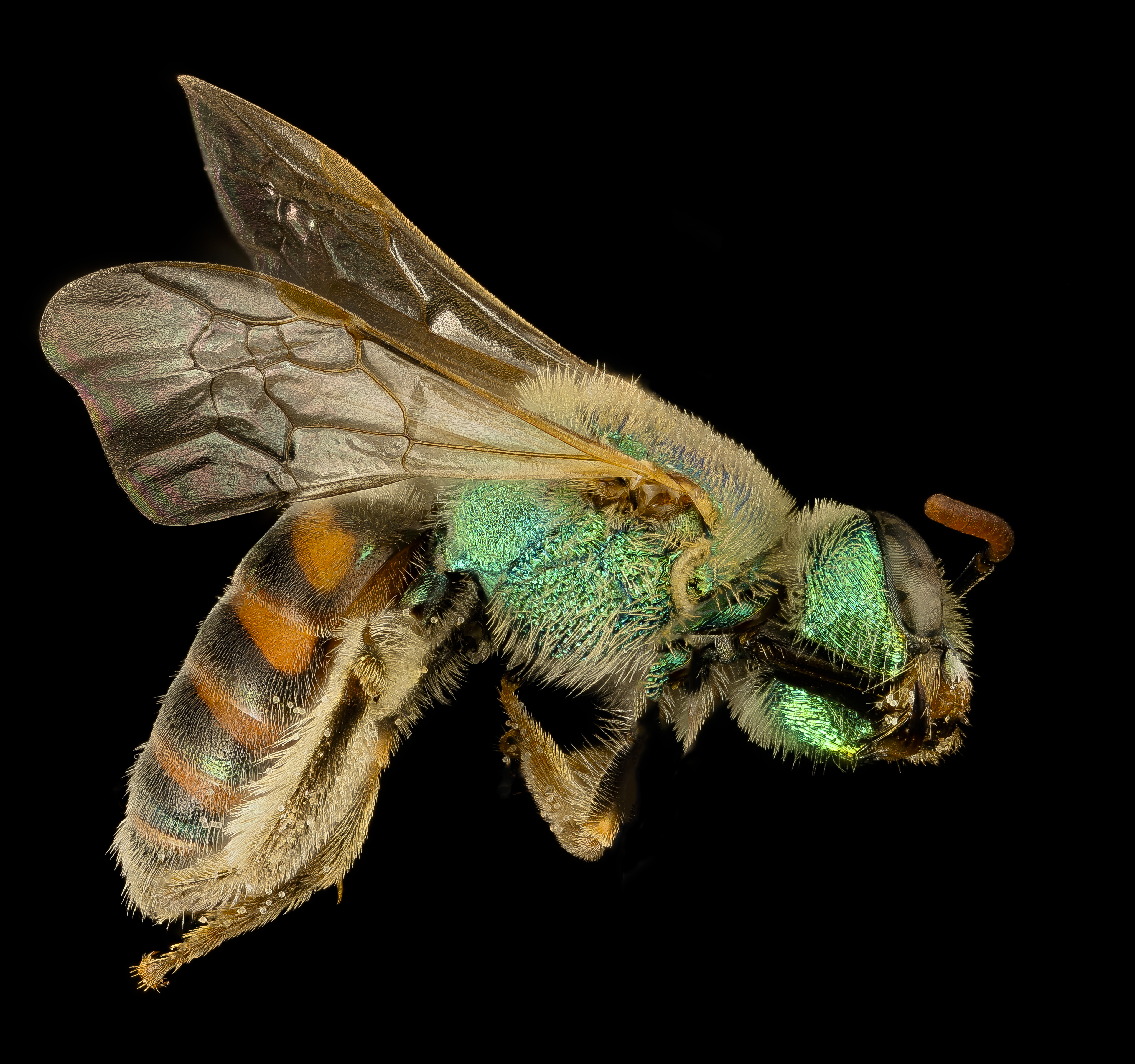 Agapostemon texanus.angelicus, gynandromorph, NM, Hidalgo co, side (27727063925)