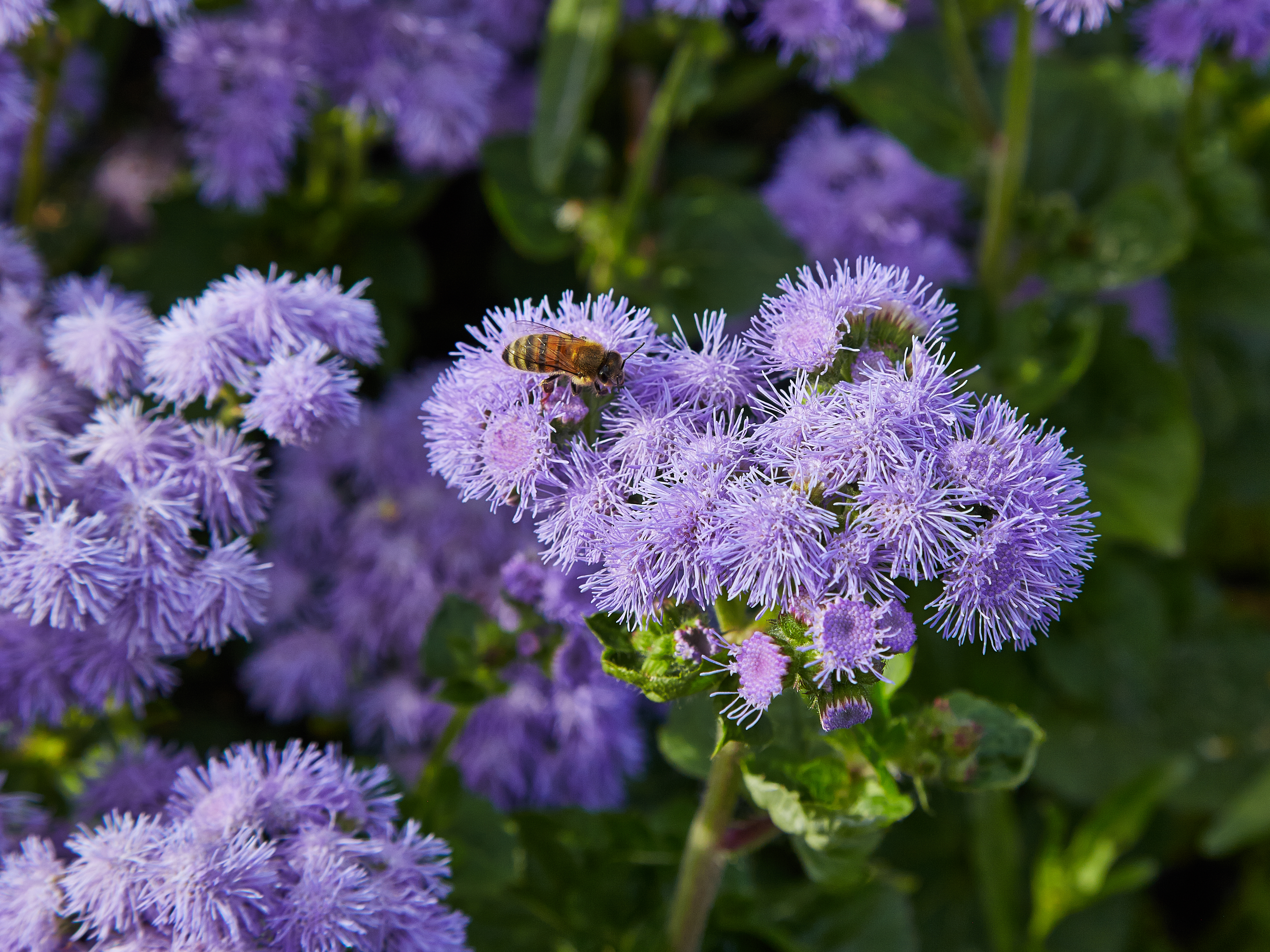 Ageratum houstonianum-IMG 9319