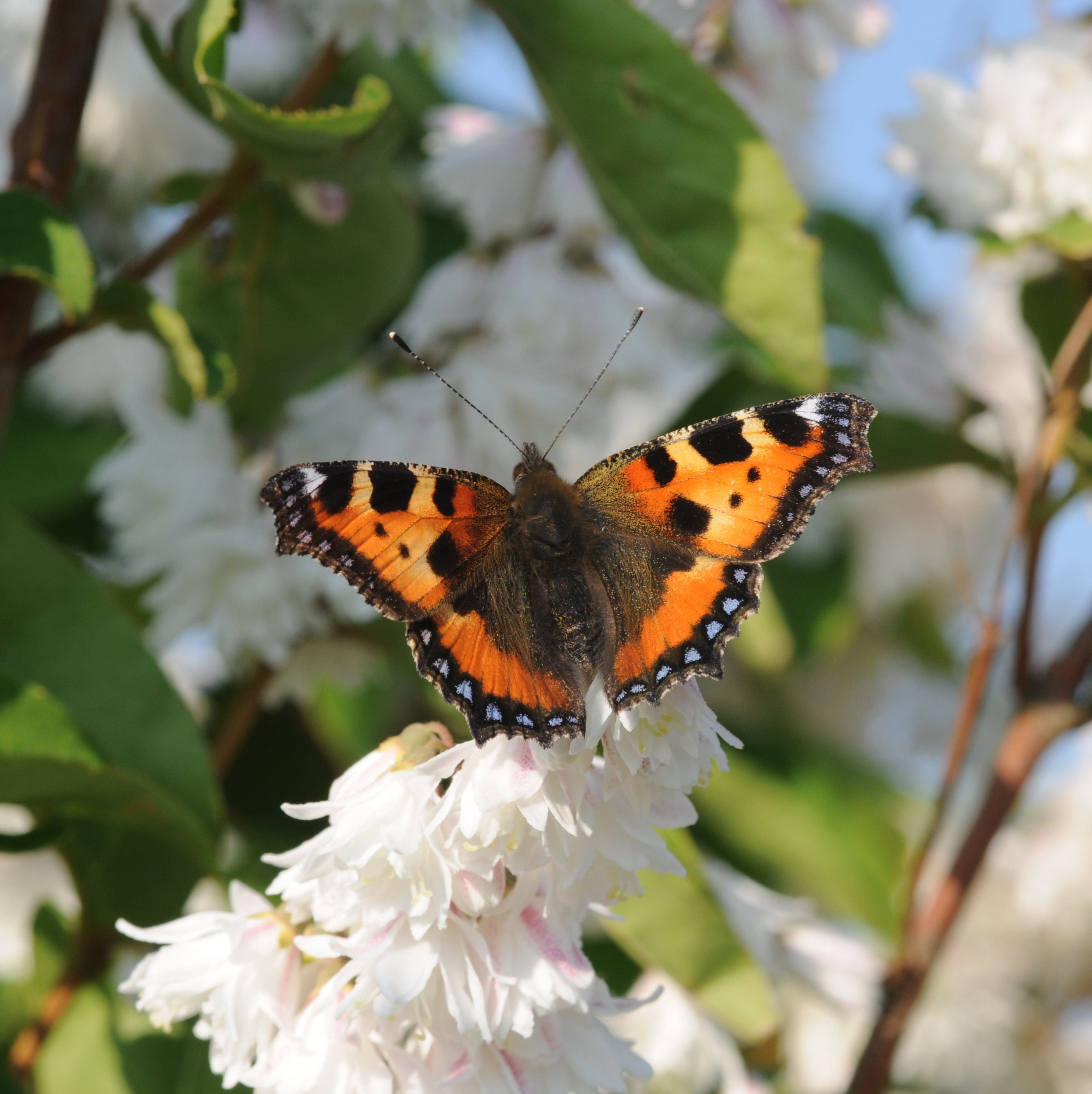 Aglais urticae (2)