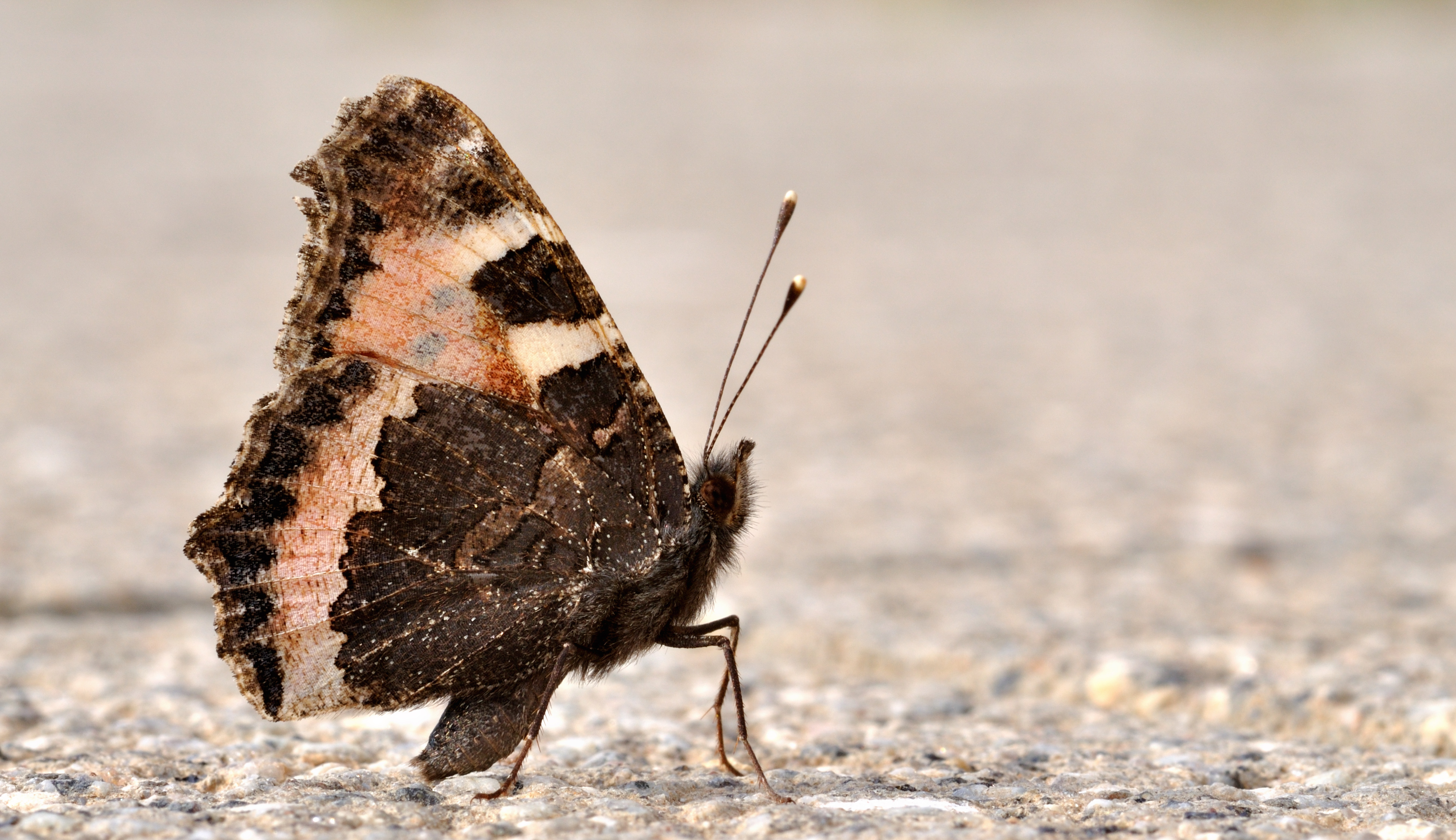Aglais urticae qtl1