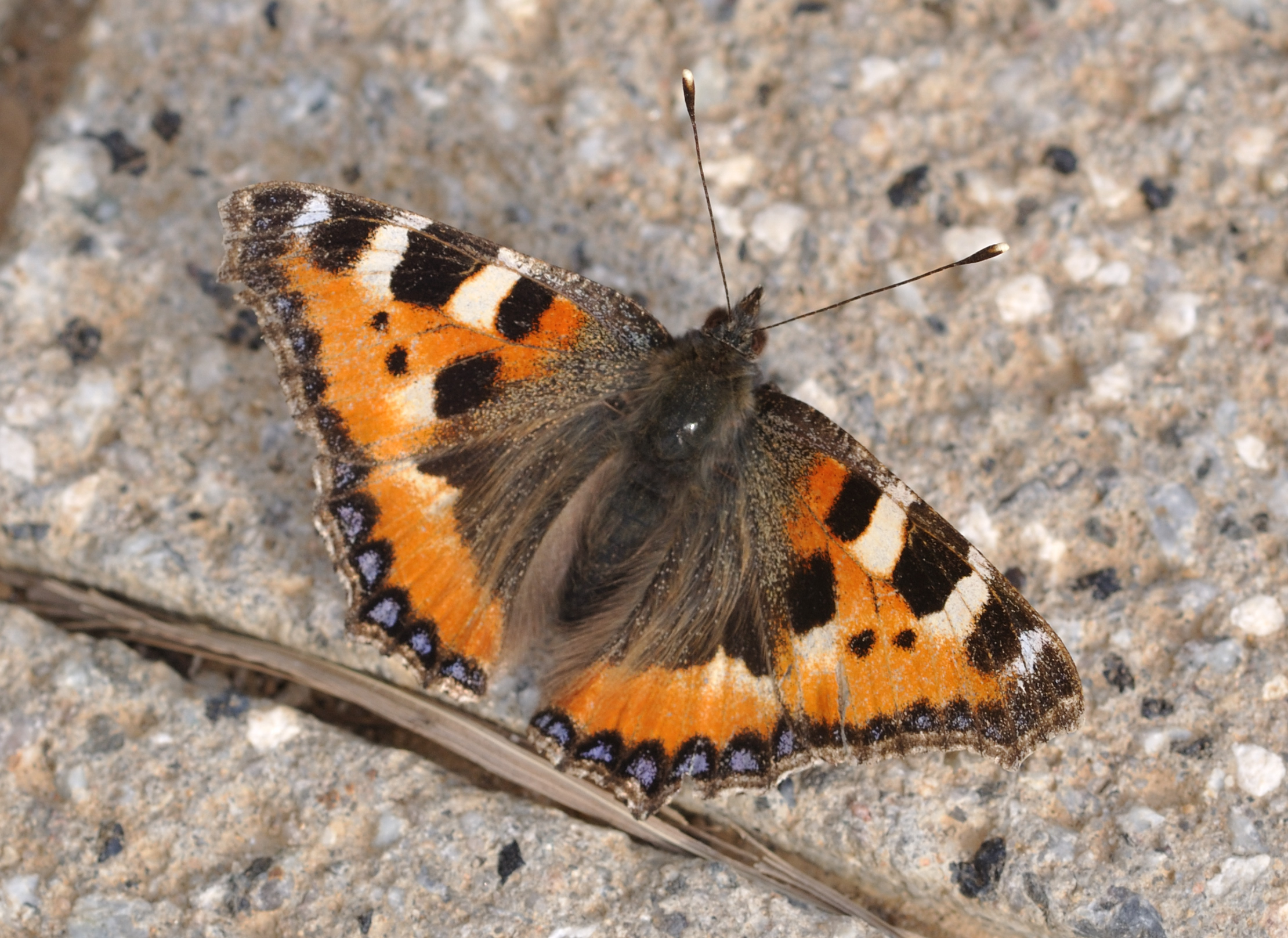 Aglais urticae qtl2