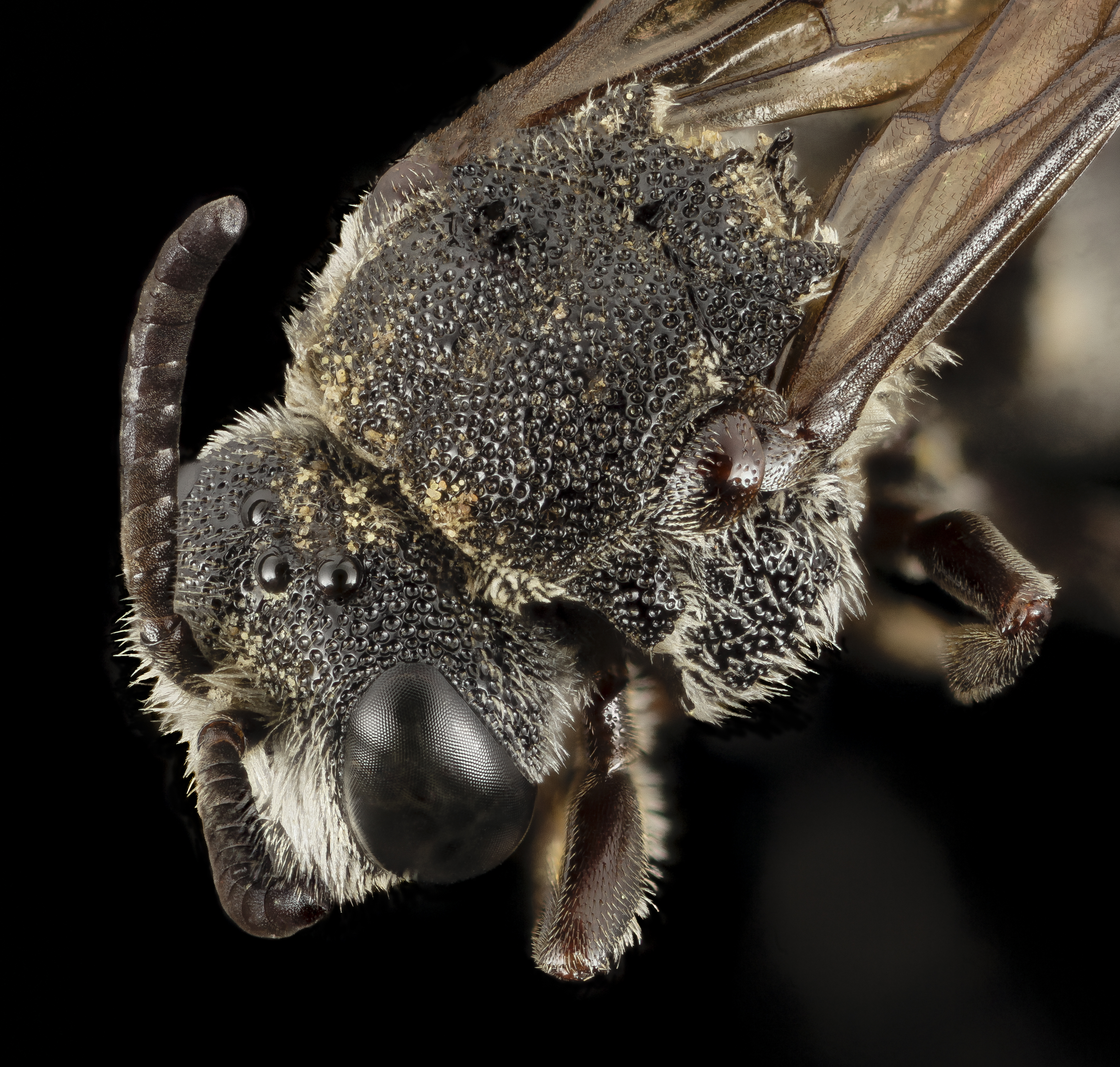 Aglaoapis tridentata, f, back 2014-11-01-22.55.27 ZS PMax (15616407088)