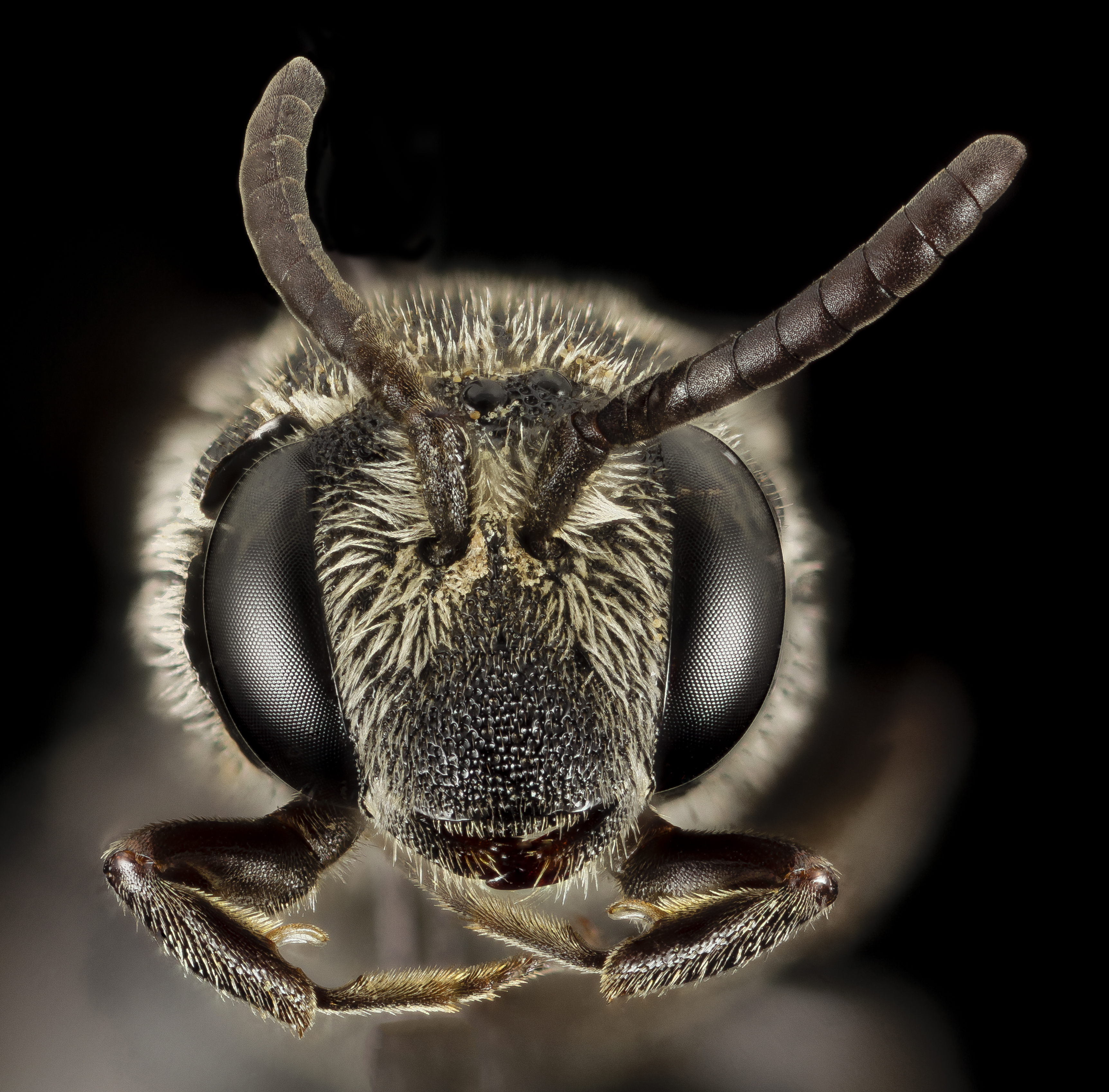 Aglaoapis tridentata, f,face 2014-11-01-23.04.37 ZS PMax (15801817145) (2)
